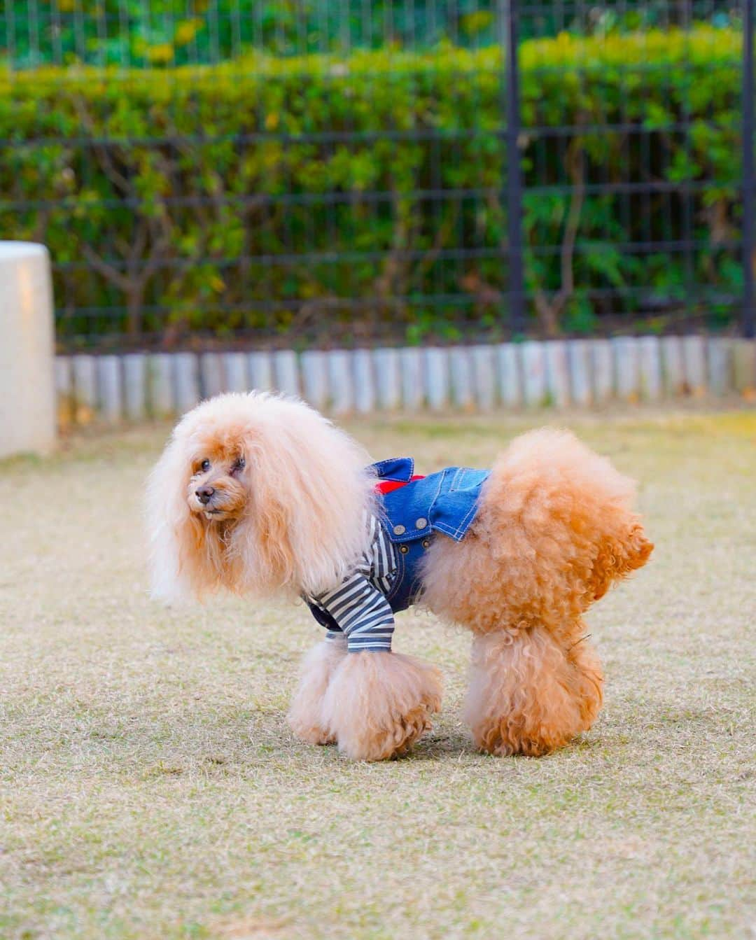 Toypoodle Mikuru?Asakusa Tokyoさんのインスタグラム写真 - (Toypoodle Mikuru?Asakusa TokyoInstagram)「20210223 Tuesday. ⭐️asknowasdewan☆つなげようdewanのWA⭐️  asknowasdewanのお気に入りのコーデを投稿してみんなでバトンをつなげよう★という企画❤️ アンバサダーの発信でしたが、なんと2度目のバトンを 大阪のお友達 カペラちゃん @cape_ko から頂きました。 ありがとうございます😊 * 今回は、ハート♥️なジャンバースカートとボーダーのホットT。 年末にお友達と伊豆に旅行に行った時に着せておりました😊 このホットT はヒートテックのように暖かくて、めちゃくちゃ伸びるのでお散歩にも大活躍です🥰 ボーダー好きとしては外せません💪🏻 * * * asさんのお気に入りポイントは 実用的かつコーディネートが楽しめるところです😄 お友達とオソロコーデも楽しめちゃいますし😆 * 次のバトンは・・・💕 わたあめちゃん💓 @wata201312  毎朝、何着てお散歩してるか楽しみにしてます💖 わたちゃんママよろしくお願いします🙏🏻 * * #asknowasdewan #つなげようdewanのWA @cape_ko  @wata201312  @asknowas_dewan_official * ※上記のハッシュタグとバトンを回してくれたアカウント、次にバトンを回したいお友達1名のアカウント、 ASの公式アカウントをメンションしてください。詳細はオフィシャルアカウントをご覧ください🙏🏻 .  最後までバトンが続きますように😌  . #asknowasdewanマロニエゲート2 @asknowasdewan_marronniergate #asknowasdewan公式アンバサダー」2月23日 21時29分 - purapura299