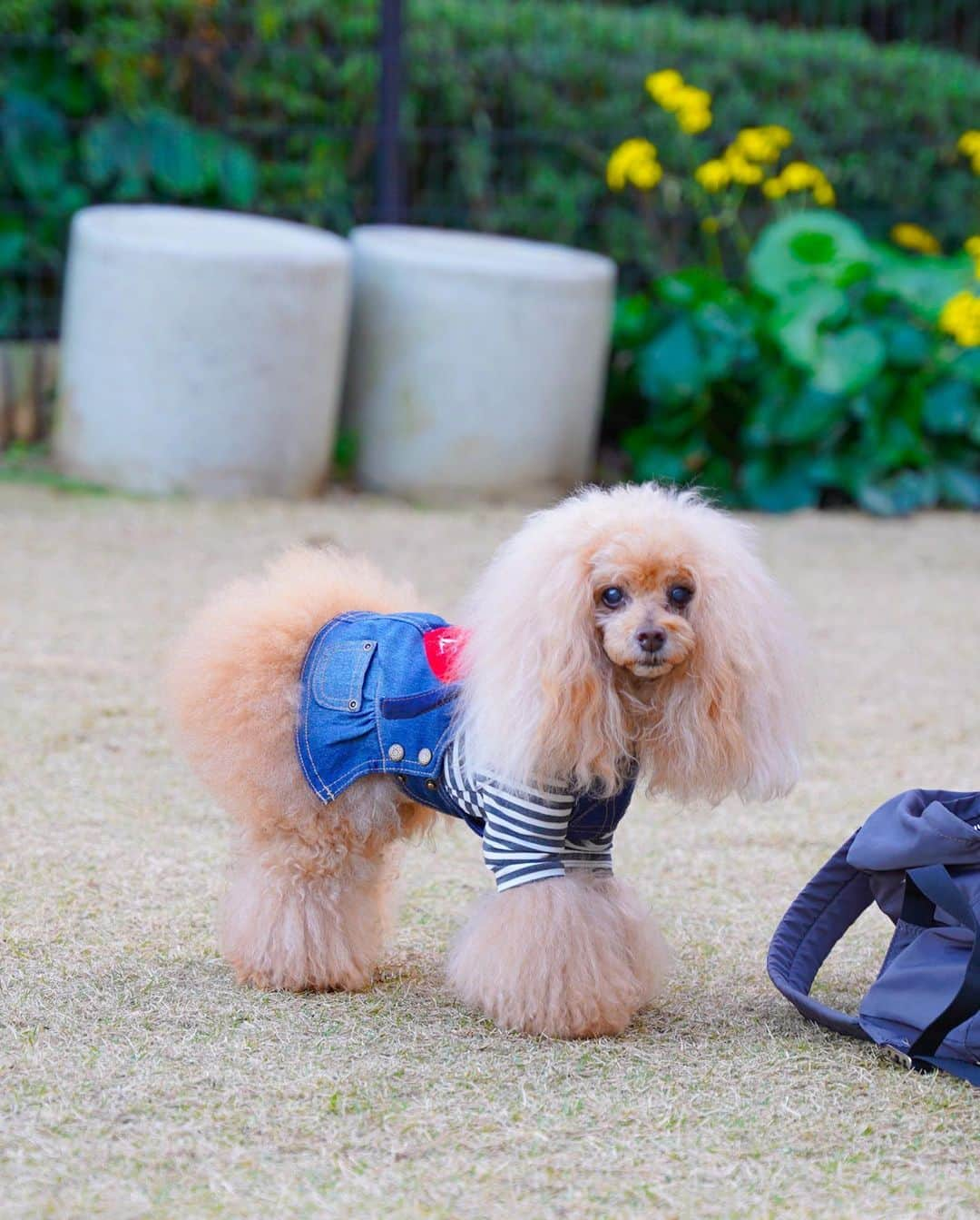 Toypoodle Mikuru?Asakusa Tokyoのインスタグラム：「20210223 Tuesday. ⭐️asknowasdewan☆つなげようdewanのWA⭐️  asknowasdewanのお気に入りのコーデを投稿してみんなでバトンをつなげよう★という企画❤️ アンバサダーの発信でしたが、なんと2度目のバトンを 大阪のお友達 カペラちゃん @cape_ko から頂きました。 ありがとうございます😊 * 今回は、ハート♥️なジャンバースカートとボーダーのホットT。 年末にお友達と伊豆に旅行に行った時に着せておりました😊 このホットT はヒートテックのように暖かくて、めちゃくちゃ伸びるのでお散歩にも大活躍です🥰 ボーダー好きとしては外せません💪🏻 * * * asさんのお気に入りポイントは 実用的かつコーディネートが楽しめるところです😄 お友達とオソロコーデも楽しめちゃいますし😆 * 次のバトンは・・・💕 わたあめちゃん💓 @wata201312  毎朝、何着てお散歩してるか楽しみにしてます💖 わたちゃんママよろしくお願いします🙏🏻 * * #asknowasdewan #つなげようdewanのWA @cape_ko  @wata201312  @asknowas_dewan_official * ※上記のハッシュタグとバトンを回してくれたアカウント、次にバトンを回したいお友達1名のアカウント、 ASの公式アカウントをメンションしてください。詳細はオフィシャルアカウントをご覧ください🙏🏻 .  最後までバトンが続きますように😌  . #asknowasdewanマロニエゲート2 @asknowasdewan_marronniergate #asknowasdewan公式アンバサダー」