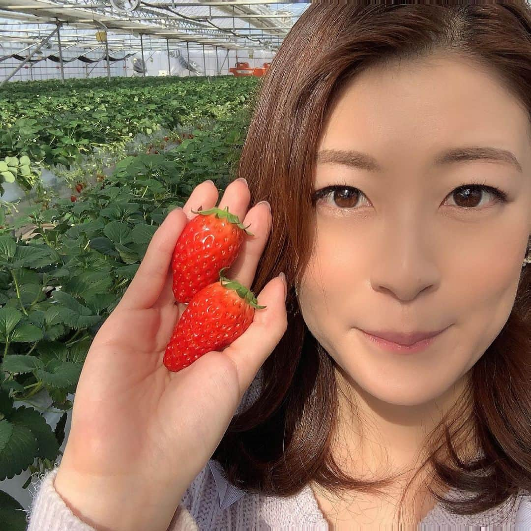 小宮山瑞季さんのインスタグラム写真 - (小宮山瑞季Instagram)「取材でいちご農園にいったときの写真。 いちごにはまって、ほぼ毎日会社で おやつ代わりにいちご食べてます(🍓)  今日久しぶりに実家に帰ると、 母が私のためにいちごを買ってくれていました☺️💓 さすが！親子！ハマっているものを しっかり感じ取ってくれています！(笑) ありがとう～🍓✩°｡⋆♡*° フルーツの甘さって幸せ感じる！  #長野市 #nagano #いちご狩り #いちご大好き #strawberry #いちご狩りいきたい #フルーツ #実家 #祝日 #休日 #dayoff #上田市 #ueda #母の偉大さ #母からの贈り物 #ありがとう #母すごし #以心伝心 #明日 #みんなの信州 #みてね #長野放送 #アナウンサー #小宮山瑞季」2月23日 21時24分 - komiyama_mizuki