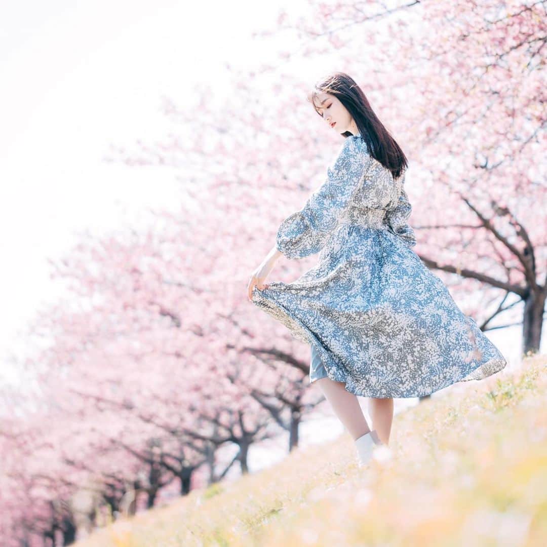 ひよしはなさんのインスタグラム写真 - (ひよしはなInstagram)「春🌸 . #河津桜　#portrait」2月23日 21時26分 - 87f_163_