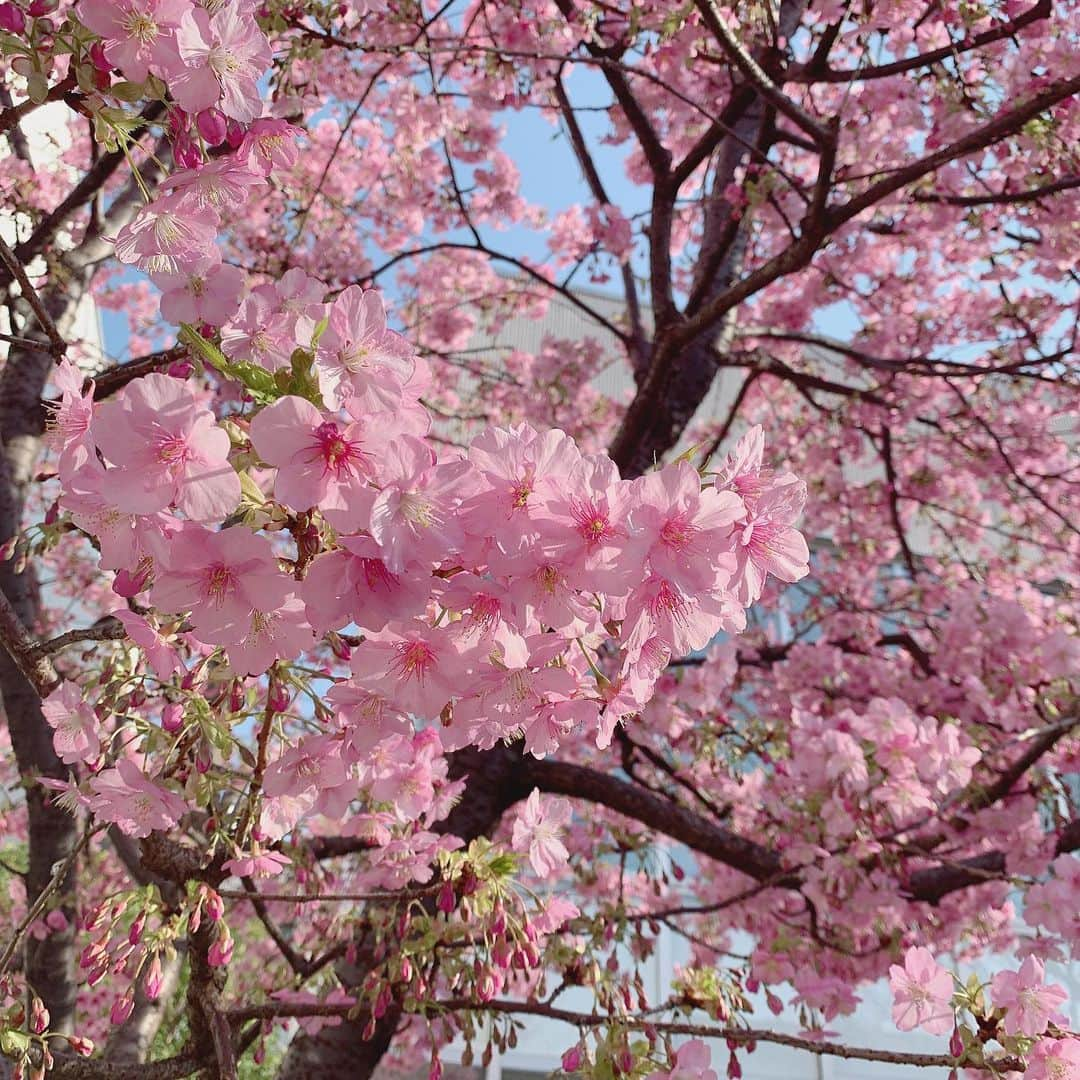 樋口なづなさんのインスタグラム写真 - (樋口なづなInstagram)「🕊 代官山はもう桜が咲いてた 🌸 . . . #代官山 #代官山tsite #daikanyama #daikanyamatsite #桜 #🌸」2月23日 21時38分 - nazuna_higuchi