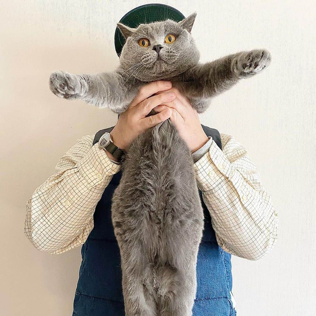 tomonashiさんのインスタグラム写真 - (tomonashiInstagram)「☺︎ 2/22 ニャンニャンニャンの載せ忘れ . #猫の日 #britishshorthair  #ブリティッシュショートヘア  . #poloralphlauren #ポロラルフローレン  #ebbetsfieldflannels  #エベッツフィールドフランネルズ  #remirelief ＃レミレリーフ #hamilton #ハミルトン」2月23日 21時30分 - tomonashi