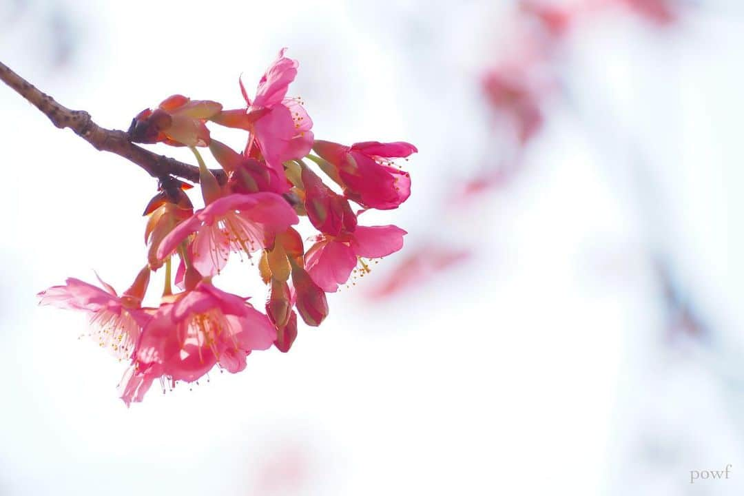 anemone_69さんのインスタグラム写真 - (anemone_69Instagram)「🌸 #カワヅザクラ #河津桜 #sakura #サクラ #桜 #cherryblossom . . .」2月23日 21時31分 - powf