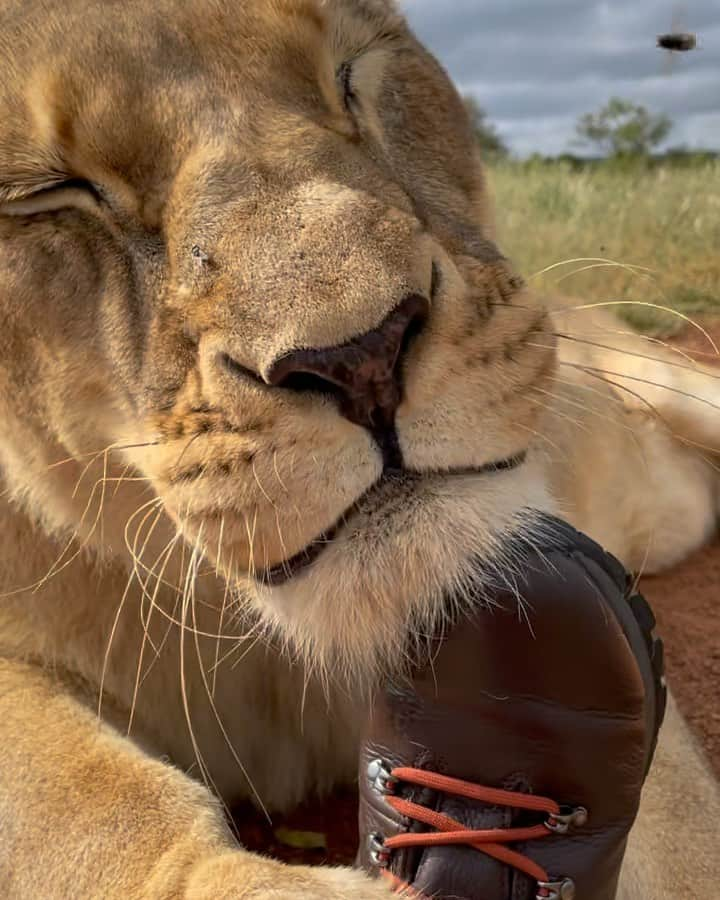 Kevin Richardson LionWhisperer のインスタグラム