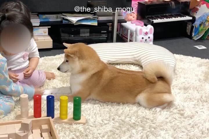 Moguのインスタグラム：「. ベビ子分の練習に付き合ってあげたなの。 #仕方ないからチーズ食べてあげた #ベビ子分を喜ばせてあげたお利口もぐちゃん #お手とおかわり逆なんだけどね #適当もぐちゃん #いや大喜びとかじゃないから #あくまでベビ子分のために仕方なく付き合ってるだけだから . @the_shiba_mogu  #柴犬 #shibainu #shiba#赤柴 #redshiba#犬 #dog#しばいぬ#nannydog#犬と子供#子供と犬#柴犬と子供#柴#赤ちゃんと犬#犬と赤ちゃん#柴犬と赤ちゃん#赤ちゃんと柴犬#柴犬のいる暮らし#子守犬」