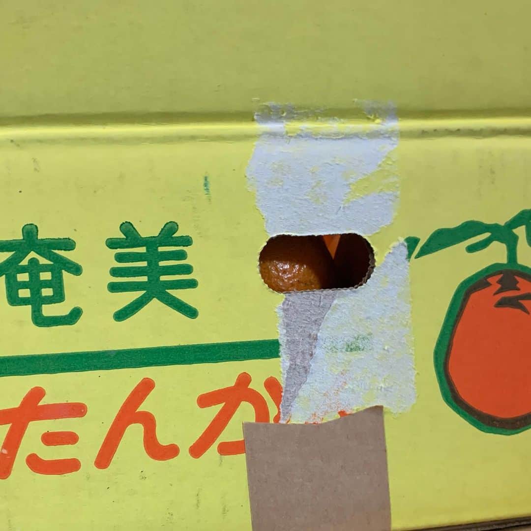 一三さんのインスタグラム写真 - (一三Instagram)「#故郷・#奄美大島 から送られて来た，#たんかん。 https://ja.m.wikipedia.org/wiki/タンカン  #島 に居たときは、そこら辺になってるから#タダ だと思ったけど、今日立ち寄った銀座の高級果物屋で見るとビックリする値段⁉️  #みかん  #柑橘　#amami」2月23日 21時59分 - ichizou.co.jp
