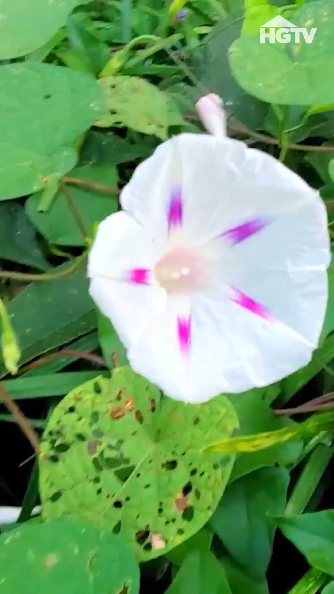 HGTVのインスタグラム