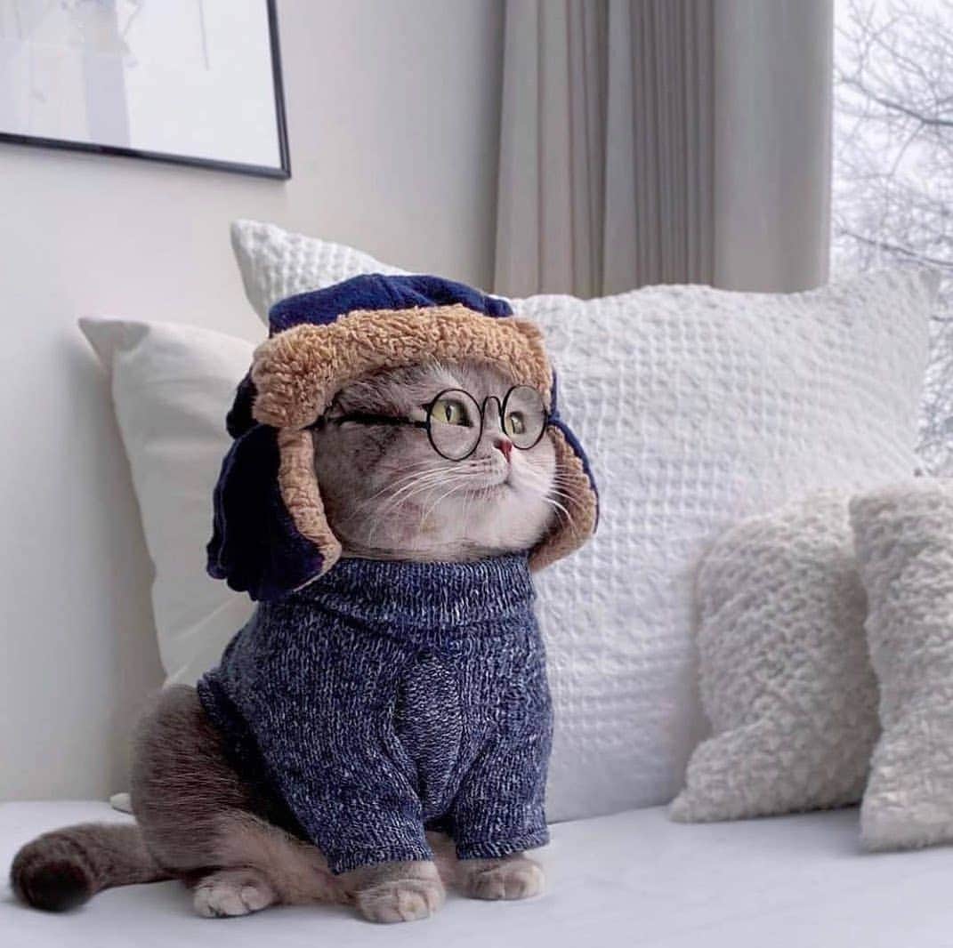 SHEINのインスタグラム：「Ready to conquer the day 🥰 @a_street_cat_named_benson #SHEINinspo」