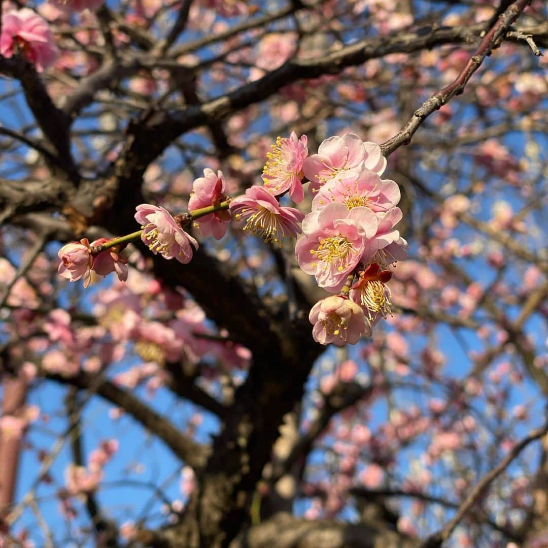 味岡ちえりのインスタグラム：「先日のお天気の良かった土曜日、大好きなご近所さんたちと梅を見に羽根木公園までお散歩❗️ 桜好きだけど、梅も好き☺️ 運動不足すぎで、帰路ですでに筋肉痛…。花粉が飛散しまくってそうな今日この頃ですが、鼻の粘膜にワセリン塗るとやっぱり楽な気がする。数年に花粉症っぽくなってからずっとやってるから、そこまで悪化せずに済んでるのかも？糖質制限したらもっと効果的？甘いものはやめられないー。やっぱり花より団子な私🍡  #味岡ちえり #梅　#お散歩 #梅まつり　#羽根木公園 #世田谷 #梅と月」