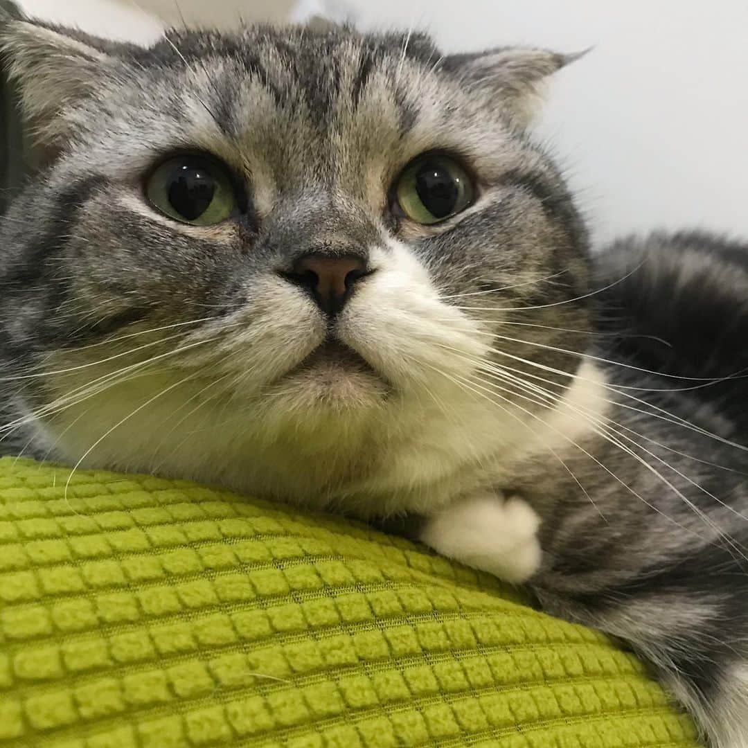 KATSUOのインスタグラム：「かつおも年取ったなーと感じるこの頃。 . #cat #catsofinstagram #catstagram #instacat #cutecat #katsuo」