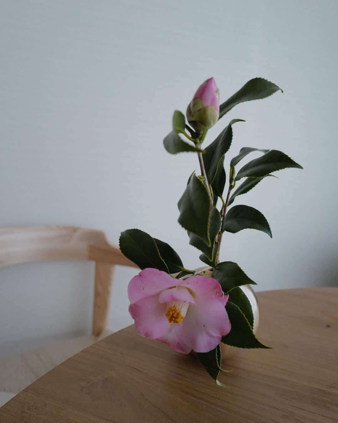 seikaさんのインスタグラム写真 - (seikaInstagram)「椿✨﻿ 初めてお家に連れてきた。﻿ ﻿ 「蕾があるから長く楽しめるよ」って﻿ お花屋さんに選んでもらった♡﻿ ﻿ 強くて美しい。」2月23日 22時19分 - seika_boo