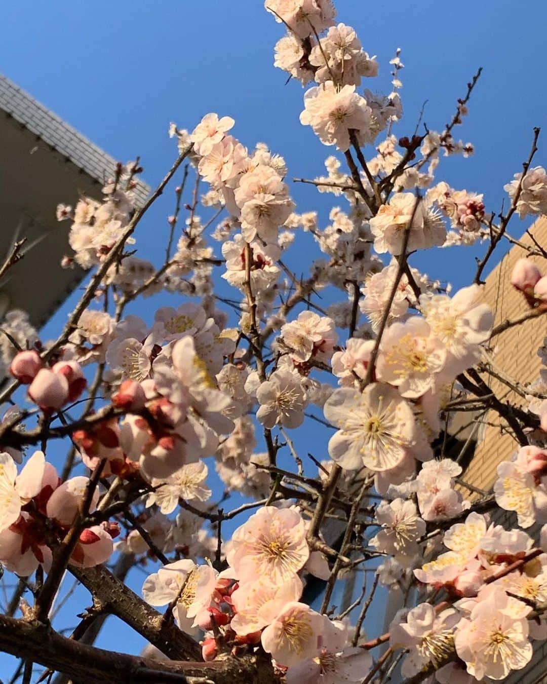 夏江紘実さんのインスタグラム写真 - (夏江紘実Instagram)「・ 今日は桜を見つけたよ🌸☺️🌸 何か嬉しい✨春だなぁ✨ ・ ・」2月23日 22時29分 - kaehiromi