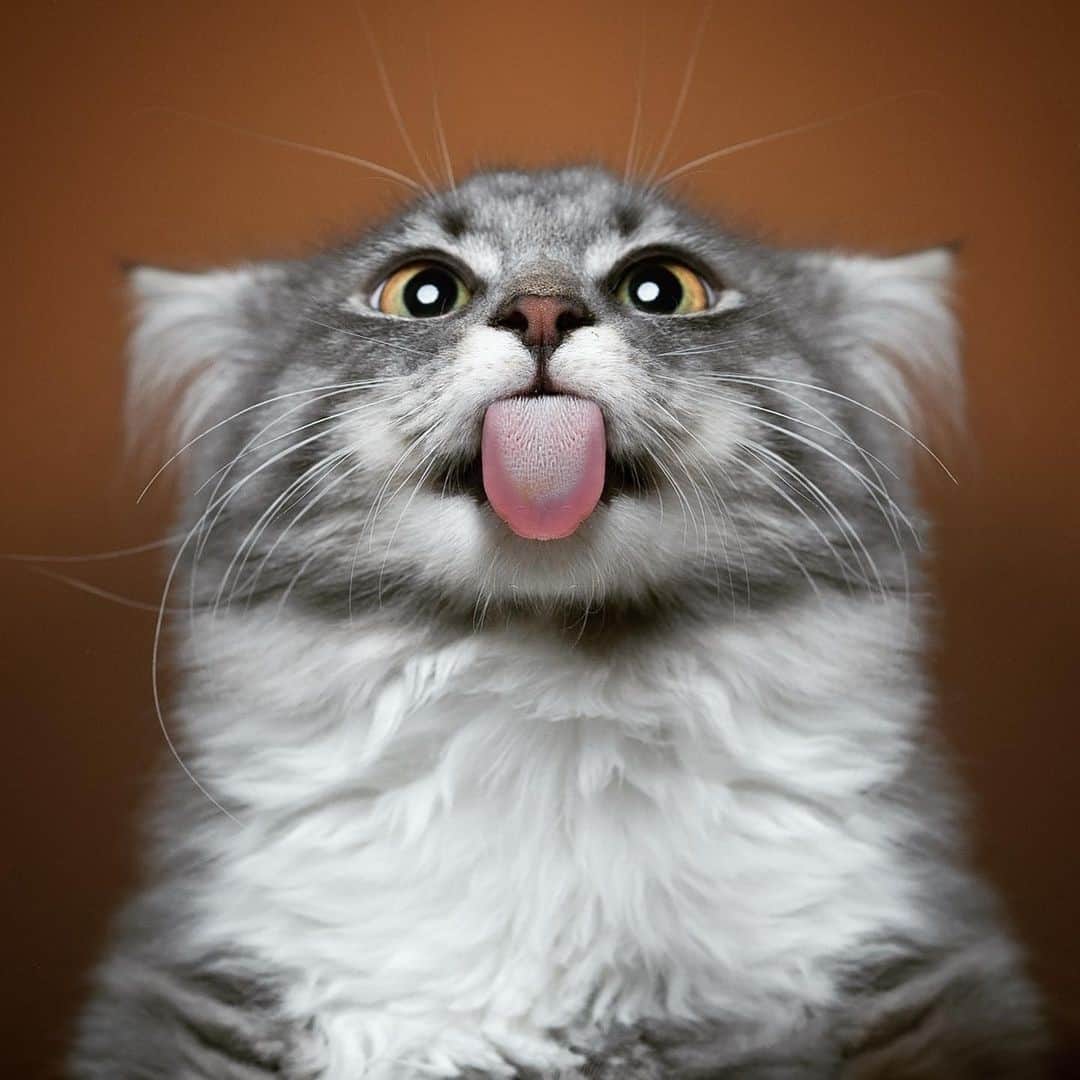 Cats of Instagramのインスタグラム：「From @furryfritz: "👁 👅 👁 " #cutepetclub」
