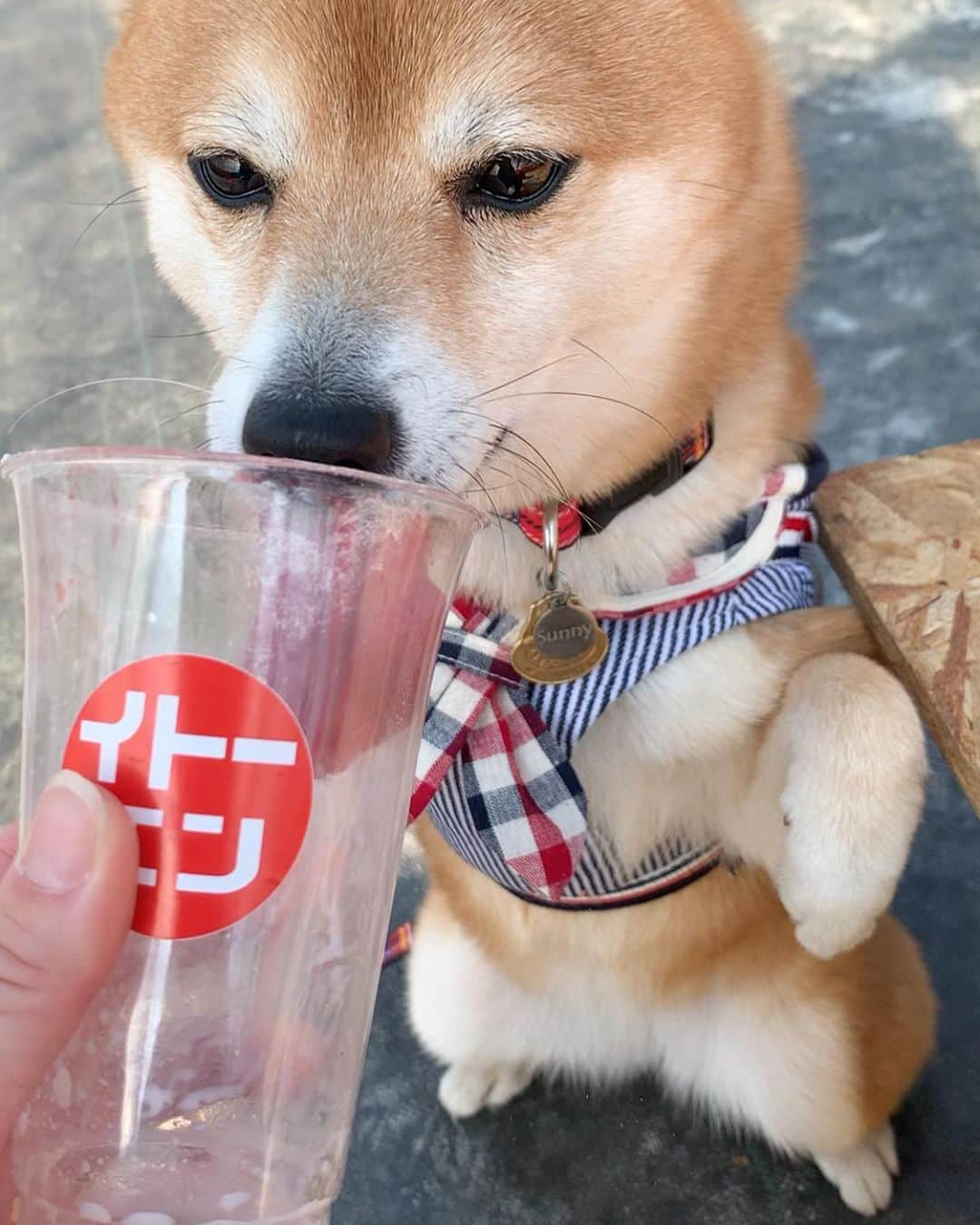 豆柴 サニーちゃんさんのインスタグラム写真 - (豆柴 サニーちゃんInstagram)「. . HELLO〜こんばんわん🐻🐶🍓 . 🐻その苺をサニーのお口にくださいな〜🍓 . 昨日は天気が良かったので 岡崎の苺の伊藤園さんに行ってきたよ🍓 @itoen_ichigo . ごろごろ苺が盛りだくさん🍓 とっても甘くて美味しくて 行く前は1個全部食べれるかな〜 なんて思ってたけどペロリ😋 もう1個食べれる！食べたい！ けど並んでたから食べなかったよ〜🤣 お店もオシャレで大人気だったよ . ビニールハウスの中にテーブルやイスが 用意してあってそこで食べたのだけど 相変わらず、ラムちゃんは いろんなものが気になって 苺🍓どころじゃなかったよ 顔と耳が物語ってる😆(8枚目) . なので、サニちゃんに モデルさんしてもらって 少しだけお裾分けしました🐻🍓 そしたらサニちゃんが立った！ . . #さにらむお出かけ #サニーのカフェ巡り #苺の伊藤園 #岡崎 #コロリッチ #苺🍓 #また行きたいな #映えスイーツ . #柴犬#豆柴 #赤柴#豆柴子犬#まめしば#いぬのきもち #サンデイ#サンデイいぬ組#anicas#shiba_snap #shibainu#shiba#mameshiba#shibastagram #9gag#9gagpets#weeklyfluff #豆柴サニーちゃん#豆柴ラムちゃん #さにらむ#さにらむ2021」2月23日 22時25分 - sunny_rei_32