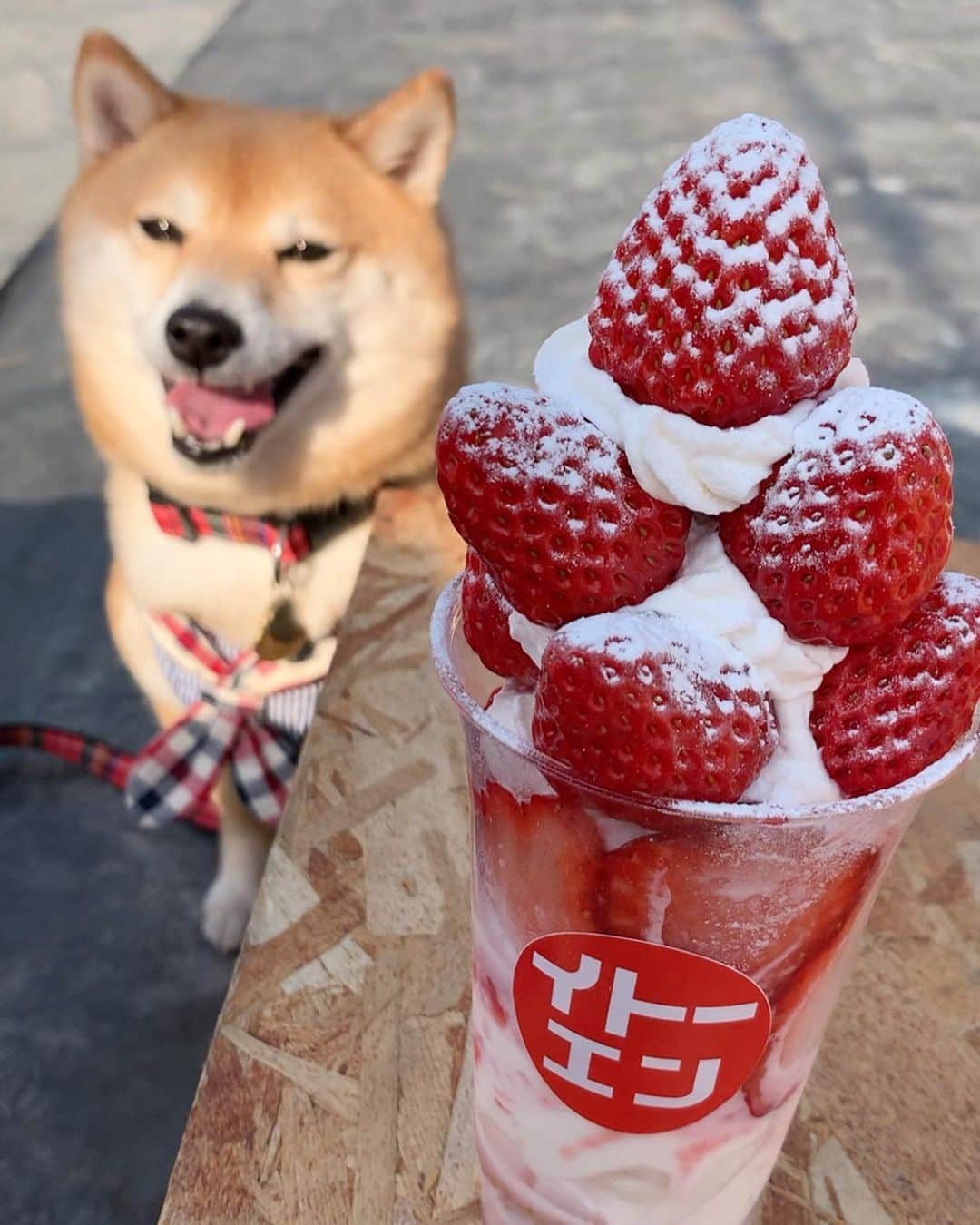 豆柴 サニーちゃんさんのインスタグラム写真 - (豆柴 サニーちゃんInstagram)「. . HELLO〜こんばんわん🐻🐶🍓 . 🐻その苺をサニーのお口にくださいな〜🍓 . 昨日は天気が良かったので 岡崎の苺の伊藤園さんに行ってきたよ🍓 @itoen_ichigo . ごろごろ苺が盛りだくさん🍓 とっても甘くて美味しくて 行く前は1個全部食べれるかな〜 なんて思ってたけどペロリ😋 もう1個食べれる！食べたい！ けど並んでたから食べなかったよ〜🤣 お店もオシャレで大人気だったよ . ビニールハウスの中にテーブルやイスが 用意してあってそこで食べたのだけど 相変わらず、ラムちゃんは いろんなものが気になって 苺🍓どころじゃなかったよ 顔と耳が物語ってる😆(8枚目) . なので、サニちゃんに モデルさんしてもらって 少しだけお裾分けしました🐻🍓 そしたらサニちゃんが立った！ . . #さにらむお出かけ #サニーのカフェ巡り #苺の伊藤園 #岡崎 #コロリッチ #苺🍓 #また行きたいな #映えスイーツ . #柴犬#豆柴 #赤柴#豆柴子犬#まめしば#いぬのきもち #サンデイ#サンデイいぬ組#anicas#shiba_snap #shibainu#shiba#mameshiba#shibastagram #9gag#9gagpets#weeklyfluff #豆柴サニーちゃん#豆柴ラムちゃん #さにらむ#さにらむ2021」2月23日 22時25分 - sunny_rei_32