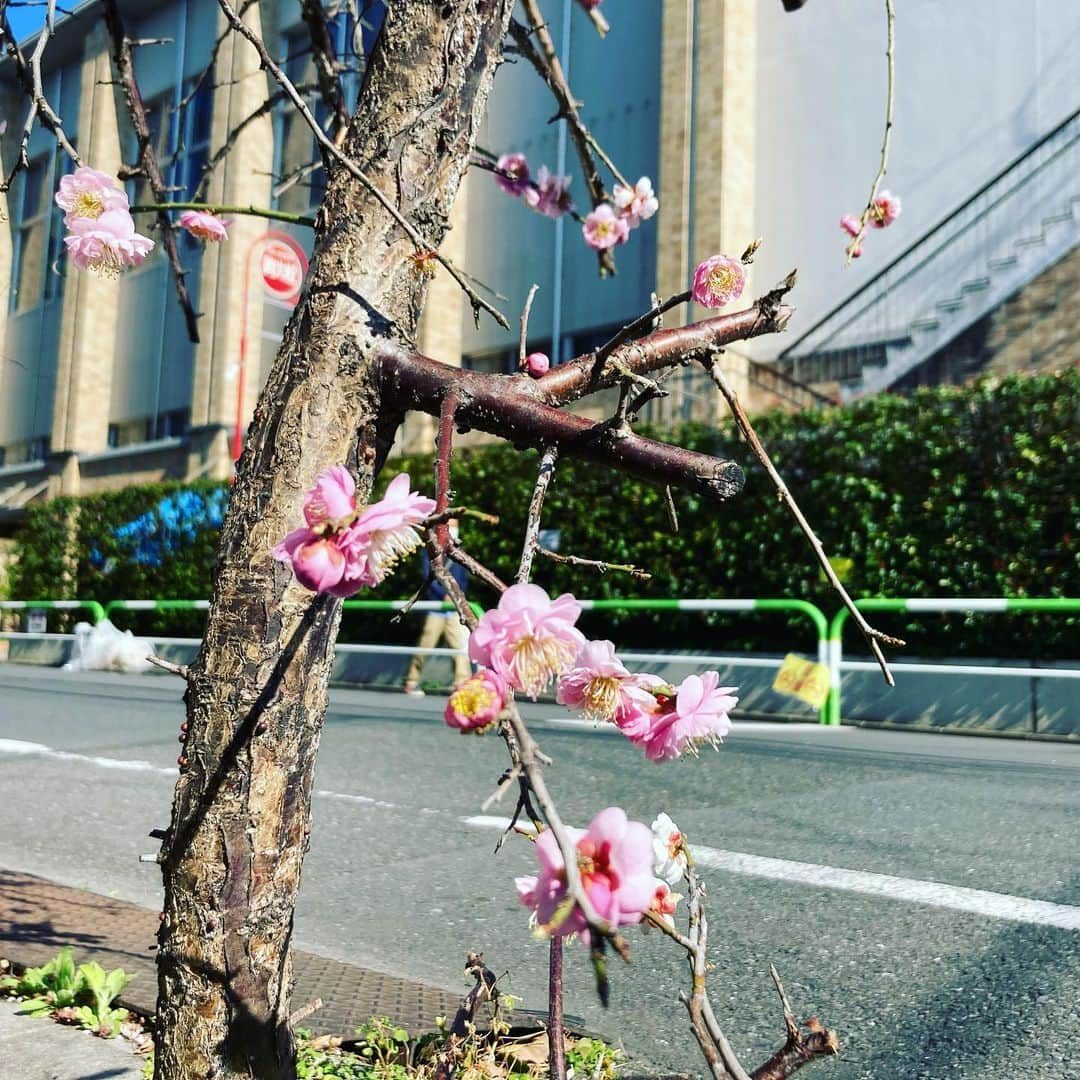 ウエンツ瑛士さんのインスタグラム写真 - (ウエンツ瑛士Instagram)「もう結構咲いてました🌸 あんまり綺麗に撮れてなくてごめんなさい。  よしっ、明日はもうちょっと良いの撮ろう😁」2月23日 22時27分 - eiji_wentz_official