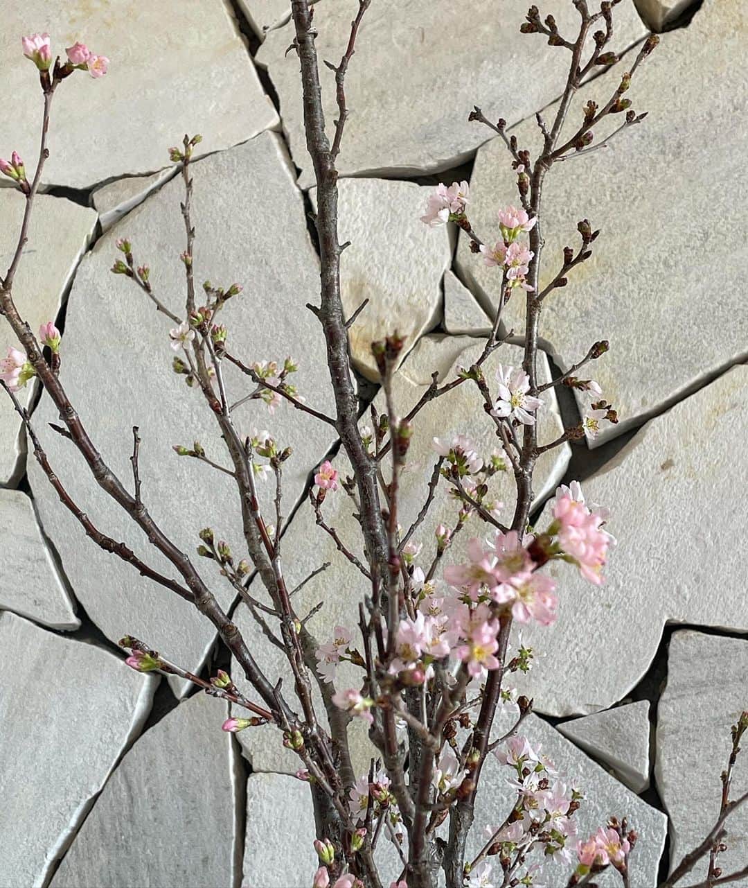 前田真里さんのインスタグラム写真 - (前田真里Instagram)「玄関の桜もどんどん花開いてきました！🌸  #花してる」2月23日 22時47分 - maedamari