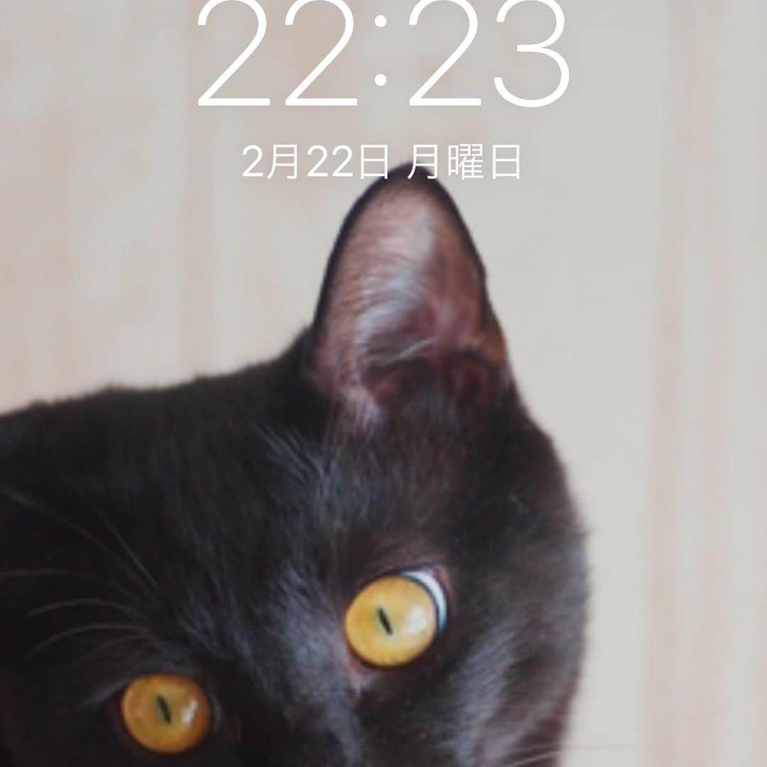 maki ogawaさんのインスタグラム写真 - (maki ogawaInstagram)「皆さま、昨日のにゃんにゃんにゃんの日は どのように過ごされましたか？  私は出遅れました🥺🥺  Two cats bento from my bento book,   Yum-Yum Bento All Year Round: Box Lunches for Every Season.   February 22nd is Cat Day in Japan. Because, for Japanese, February 22nd (2/22) can be pronunced sounds like "nya-nya-nya(mew-mew-mew in English)🐱🐱🐱  ⠀ #ランチ #japanesecuisine #japanesefood #キャラ弁 #cutefood #kawaiifoods #foodstagram #lunch #Japanese_food #japanfood #yummy #料理好きな人と繋がりたい #ママリクッキング #レシピブログ #フーディーテーブル #フーディスト  #bentoexpo #bento #お弁当 #弁当 #kyaraben #kyarabenist #oben365 #lunchbox #bentolover⠀#catperson #catlover #catinstagram  https://www.youtube.com/user/LuckysundaeMaki/」2月23日 22時43分 - cuteobento
