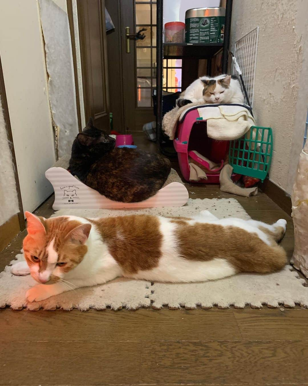 Kachimo Yoshimatsuさんのインスタグラム写真 - (Kachimo YoshimatsuInstagram)「廊下の3人 #うちの猫ら #猫 #ねこ #mikeko #hijiki #oinari #cat #ネコ #catstagram #ネコ部 http://kachimo.exblog.jp」2月23日 23時00分 - kachimo