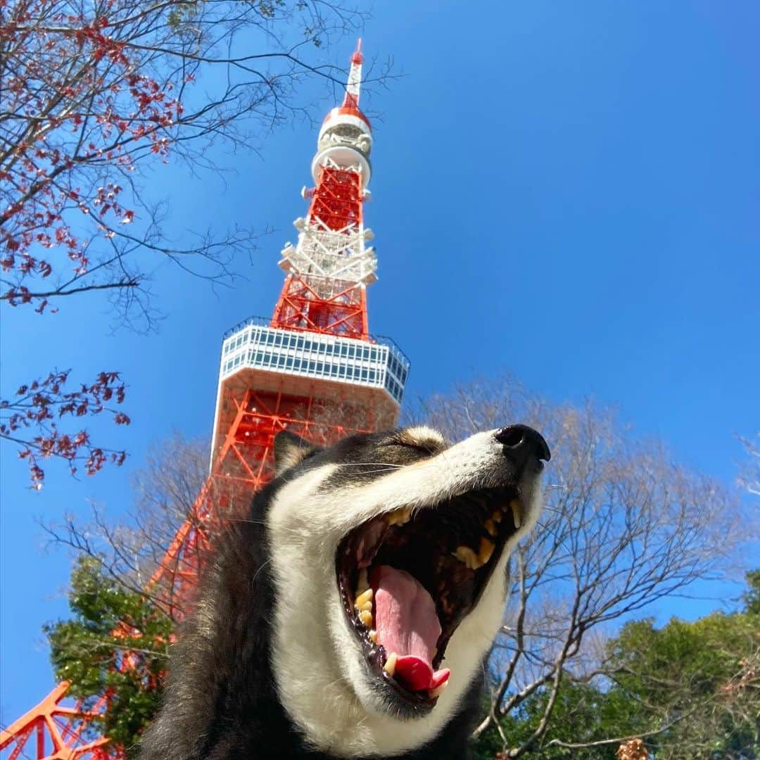 vo_coのインスタグラム：「🗼 北風さえ吹かなければそんなに寒くなかったのに…！ 午前中はポカポカ陽気の中、東京タワー🗼の周りを散歩したきました ＊ #保育園がない日がつらたん#shibastagram #instashiba #shiba #shibainu #黒柴 #柴犬」