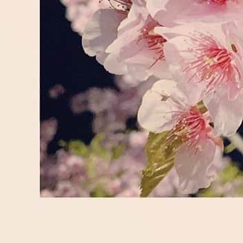 島袋美由利のインスタグラム：「. . 枕をいただきました。 眠る時に使うやつです。 2年近くノー枕で寝てきたので枕を使って寝るのが楽しみです。 いつもより丁寧に体を洗おうと思います。  普段うつ伏せで寝ることが多いんだけど うつ伏せ＋枕で寝ても息できるのかしら。楽しみです。」