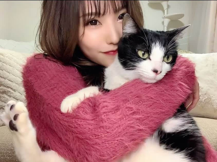 みはとさんのインスタグラム写真 - (みはとInstagram)「🐈🐾  びびさんの特技を TikTokで初披露しました😼❤️  （猫の日間に合わなかった）  私の声が気持ち悪いです ご注意ください。笑  普段は甘えん坊の わがままかまってちゃんですが 実は賢い可愛いこ🐈‍⬛❤️  プロフィールから飛べるのでTikTok見てくださいねっ！  #1日遅れの #猫の日  #tiktok  #猫トックになりそう #愛猫  #猫のいる暮らし #お手  #おかわり #ハイタッチ #全部できちゃう天才 #スター猫  #catstagram  #nyanstagram  #にゃんこ #猫と一緒」2月23日 23時12分 - m2.13.0