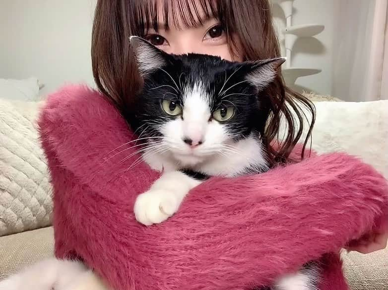 みはとのインスタグラム：「🐈🐾  びびさんの特技を TikTokで初披露しました😼❤️  （猫の日間に合わなかった）  私の声が気持ち悪いです ご注意ください。笑  普段は甘えん坊の わがままかまってちゃんですが 実は賢い可愛いこ🐈‍⬛❤️  プロフィールから飛べるのでTikTok見てくださいねっ！  #1日遅れの #猫の日  #tiktok  #猫トックになりそう #愛猫  #猫のいる暮らし #お手  #おかわり #ハイタッチ #全部できちゃう天才 #スター猫  #catstagram  #nyanstagram  #にゃんこ #猫と一緒」