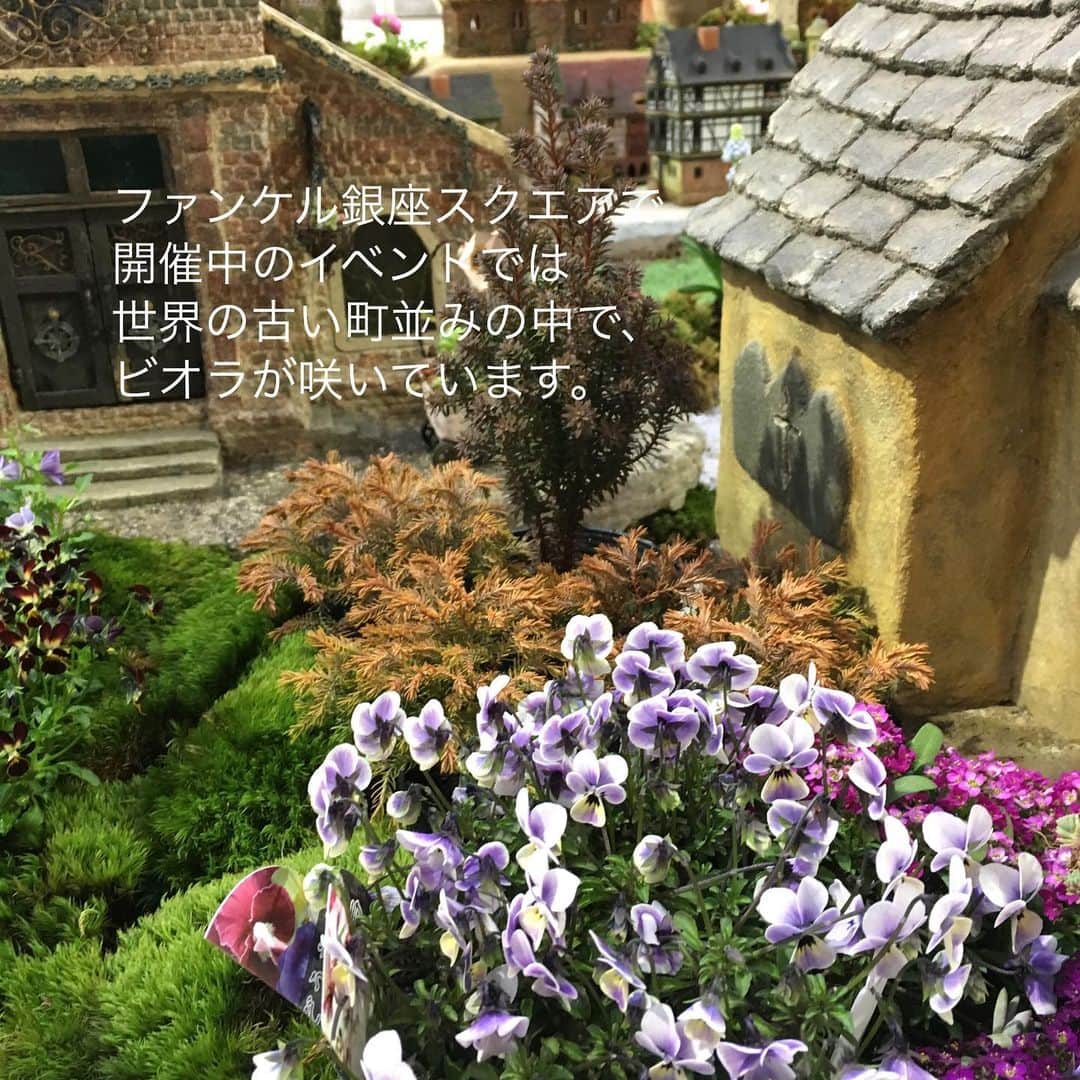 雑誌『花時間』さんのインスタグラム写真 - (雑誌『花時間』Instagram)「おはようございます。トップ画面を見て、不思議に感じましたか？﻿ ﻿ じつはミニチュアハウスなんです。﻿ ﻿ 東京・銀座の『ファンケル 銀座スクエア』で開催中の「早春の女神の庭」のひとコマ。﻿ ﻿ 旅ができないいま、﻿ 気球に乗って世界旅行をテーマに﻿ ガーデンイベントを開催中です。﻿ ﻿ ミニチュアハウスで再現された﻿ イギリスのコッツウォルズや﻿ ドイツのロマンチック街道…﻿ ﻿ 世界の古い町並みを彩るお花は﻿ 全国15人の育種家による﻿ 新品種のビオラとパンジー🦋！﻿ ﻿ しゃがんで花と町並みを﻿ 食い入るように眺めてしまいますよ。﻿ ﻿ 会期は２月28日（日）まで。﻿ 時間は11時〜18時30分ですが、﻿ 最終日のみ、16時30分までです。﻿ ﻿ よいお天気が続いています。﻿ お近くの方は、﻿ 銀座で早春の花々と世界旅行✈を 楽しみませんか？️﻿ ﻿ ﻿では、本日も元気smile😊😊😊で﻿ 頑張りましょう！ by ピーターパン  @fanclginzasquare   ﻿#flowers #flowerslovers #flowerstagram #flowerarrangement  #花時間 #花時間2021  #花好き #花藝 #花好きな人と繋がりたい #花が好きな人と繋がりたい #花のある生活 #お花のある暮らし #花を飾る #花を飾る生活  #ビオラ #育種家ビオラ #パンジー #ミニチュアハウス #春の花 #ガーデンイベント #花散歩 #花屋さんへ行こう」2月24日 8時36分 - hanajikan_magazine