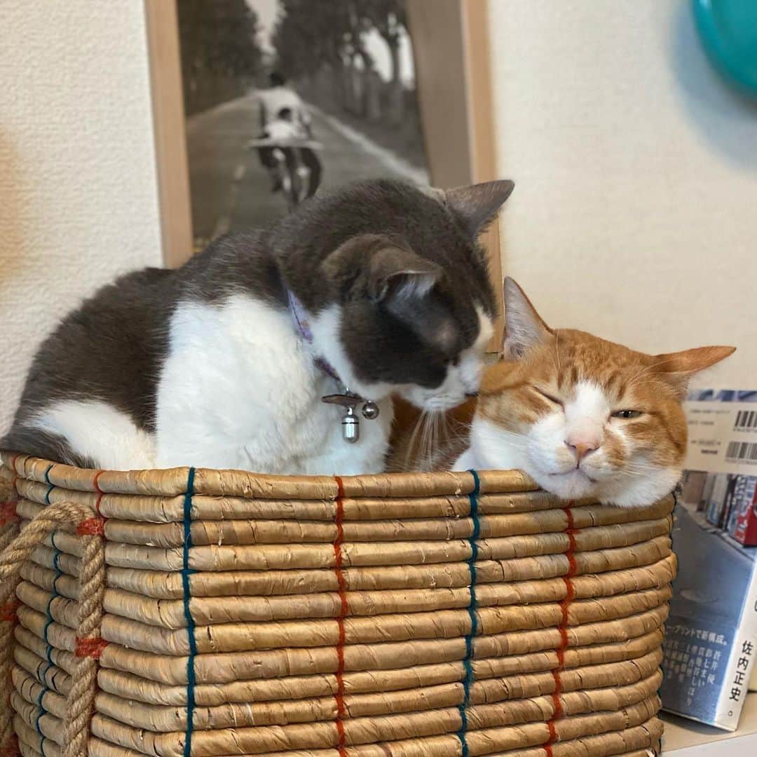 末吉 弦太のインスタグラム：「耳打ち  #僕らの居場所は言わにゃいで ・ 外で暮らす動物たちの写真をインターネット上で公開する際は、虐待や遺棄を考えている人たちがあなたの発信した情報を悪用する可能性について考慮し、具体的な地名や位置情報などを伏せ、背景にも場所が特定できないようご配慮をお願い申し上げます。 ・ When you post the photo of stray cat, Please Don’t publish about location. If Abusers find your photo.They will come to hurt strays. Please save the life of animals !! ・ 为了在外生存的流浪猫和其它动物们能够平静的生活，请不要公开摄影的场所. ・ 길 고양이나 야외 생활을 하고 있는 동물들의 편안한 생활을 위해 촬영 장소는 공개하지 않도록 하겠습니다. ・ หากคุณถ่ายรูปแมวจรจัด กรุณาอย่าลงสถานที่ที่คุณได้ถ่ายพวกเค้าไว้ เนื่องจากอาจมีคนใจร้ายไปทำอันตรายต่อแมวได้ มาช่วยกันอนุรักษ์แมวกันนะครับ」