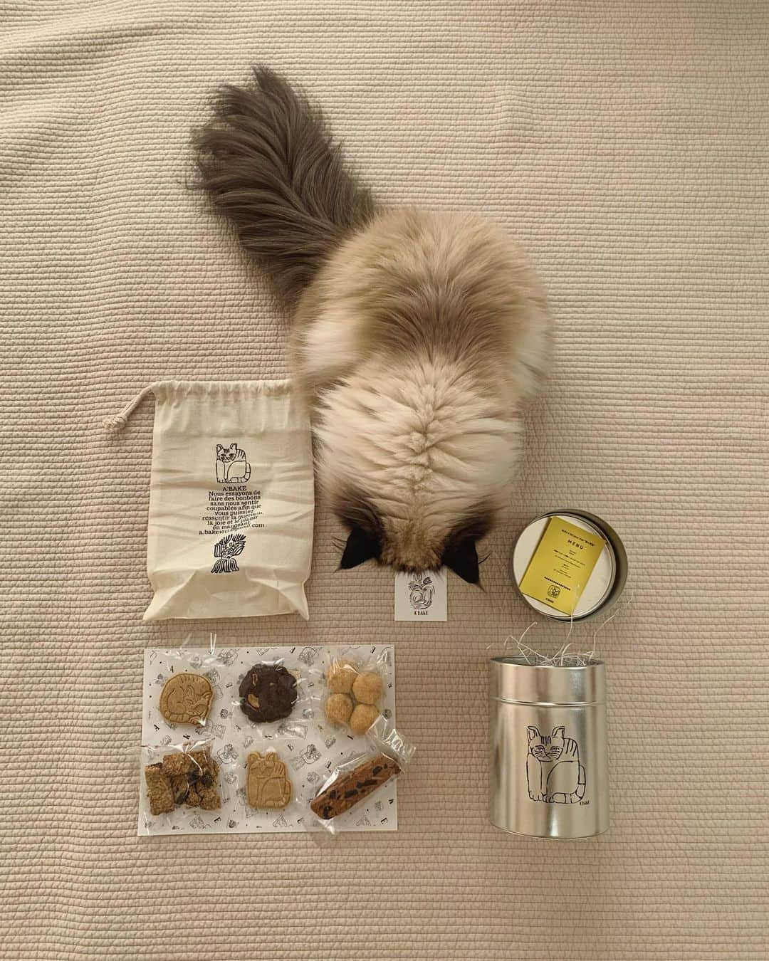 plumeさんのインスタグラム写真 - (plumeInstagram)「ママの大好きなクッキーが届いた🍪🤍  プリュムさん、そのクッキーはあなたのではありませんよ😌💬  . . . . #プリュムのいる生活 #猫のいる暮らし  #ヒマラヤン  #赤ちゃんと猫  #もふもふ#ヒマラニャンズ  #猫  #ねこ  #ペコねこ部#可愛い#癒し#クッキー#スイーツ#ポーチ#へそ天#cookies #meow #paw#blueeyes#cute#instalove#fluffycat#🐈 #고양이  #ilovecats  #himalayancat  #catsofinstagram  #catloversclub  #bestmeow#weeklyfluff」2月24日 8時52分 - plumestagram