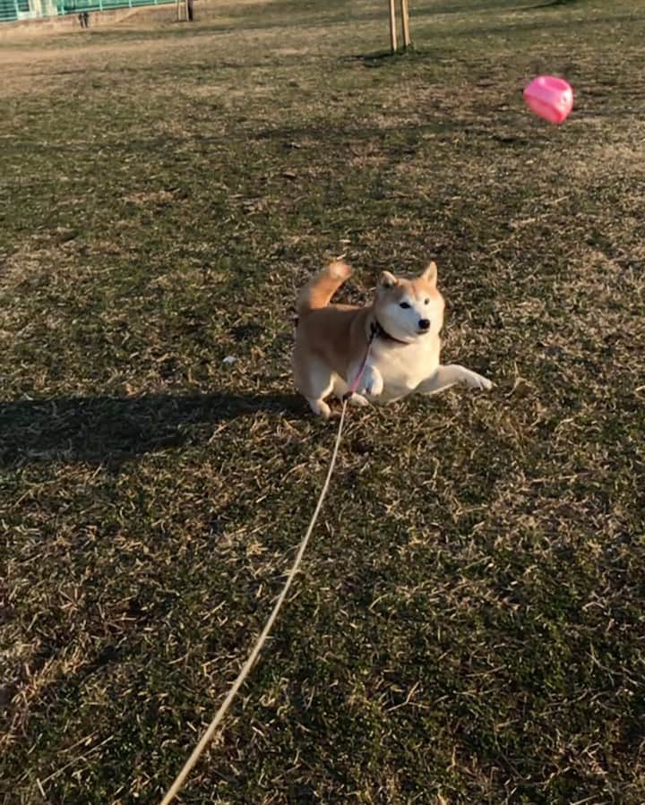 柴犬のモモのインスタグラム：「おはようございます。ボール遊びが激しすぎたのか、伸縮リードの「縮」が出来なくなりました。仕方なく手に巻いて帰りました #いぬ #イヌ #犬 #柴犬 #赤柴 #日本犬 #犬バカ部 #ふわもこ部 #いぬら部 #癒しわんこ #柴犬マニア #犬のいる暮らし #口角キュキュッと部 #shiba #shibainu #shibadog #dogstagram #dogsofinstagram #shibastagram #shibasofinstagram #shibamania #inu #instadog #toyota_dog」