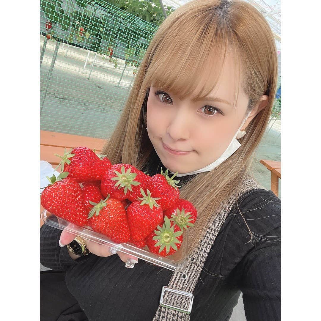 西村ニーナさんのインスタグラム写真 - (西村ニーナInstagram)「今季も沢山食べました🥳🍓楽しかった💕💕  #いちご狩り #いちご#苺#🍓#紅ほっぺ #近くに居たお姉さん達が巨乳がいるぞーってざわざわしてた #巨乳です #西村ニーナ」2月24日 9時00分 - nishimura_nina