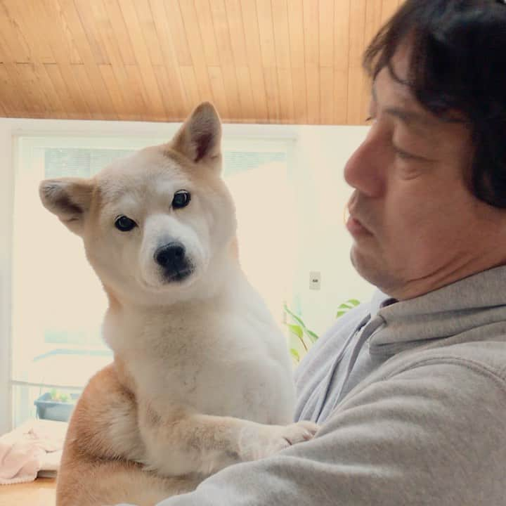 柴犬リリコのインスタグラム：「朝からパパに絡まれて困惑リリコさん😅 #指おじさん」