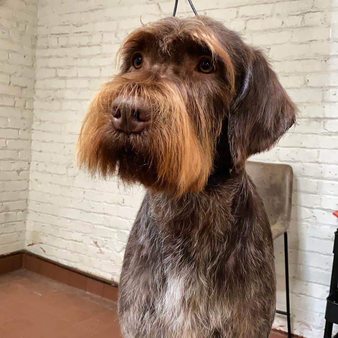 Dogs by Ginaのインスタグラム：「Hankley | Wirehaired Pointing Griffon」