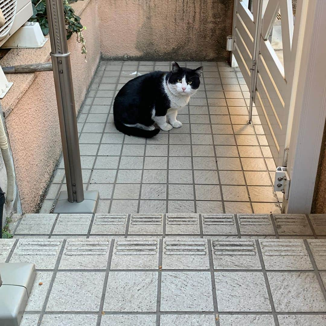 Kachimo Yoshimatsuさんのインスタグラム写真 - (Kachimo YoshimatsuInstagram)「おはようイカスミ！ Good Morning Ikasumi! ちゅーる食べて、缶詰＆カリカリ食べて、伸びして帰って行きました。 #うちの猫ら #猫 #ikasumi #ねこ #cat #ネコ #catstagram #ネコ部 http://kachimo.exblog.jp」2月24日 9時10分 - kachimo