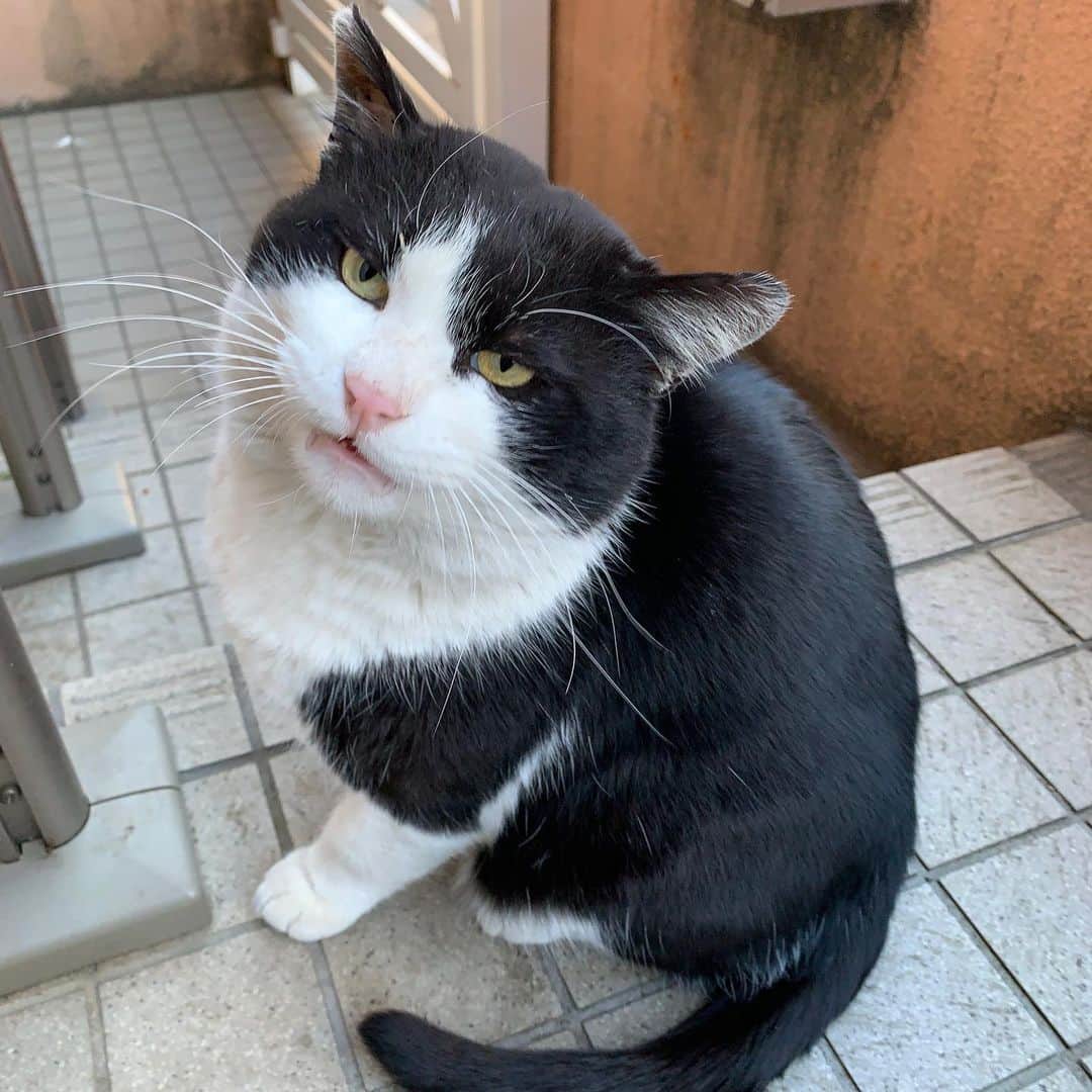 Kachimo Yoshimatsuさんのインスタグラム写真 - (Kachimo YoshimatsuInstagram)「おはようイカスミ！ Good Morning Ikasumi! ちゅーる食べて、缶詰＆カリカリ食べて、伸びして帰って行きました。 #うちの猫ら #猫 #ikasumi #ねこ #cat #ネコ #catstagram #ネコ部 http://kachimo.exblog.jp」2月24日 9時10分 - kachimo