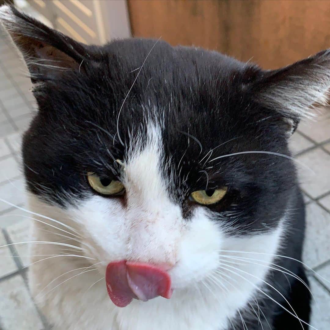 Kachimo Yoshimatsuさんのインスタグラム写真 - (Kachimo YoshimatsuInstagram)「おはようイカスミ！ Good Morning Ikasumi! ちゅーる食べて、缶詰＆カリカリ食べて、伸びして帰って行きました。 #うちの猫ら #猫 #ikasumi #ねこ #cat #ネコ #catstagram #ネコ部 http://kachimo.exblog.jp」2月24日 9時10分 - kachimo