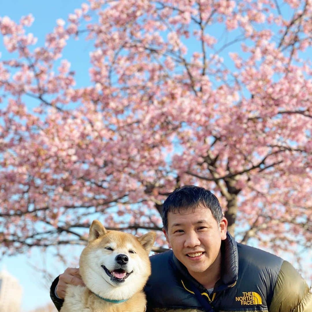 まる（まるたろう）のインスタグラム：「Good morning!✨🌸🐶👴🏻🌸✨パパ、2ショットは1億ポイントだけどいいの？ #すぐ使っちゃうからダメなんだよ  #ママみたいにコツコツ貯めないから #アホやなー」