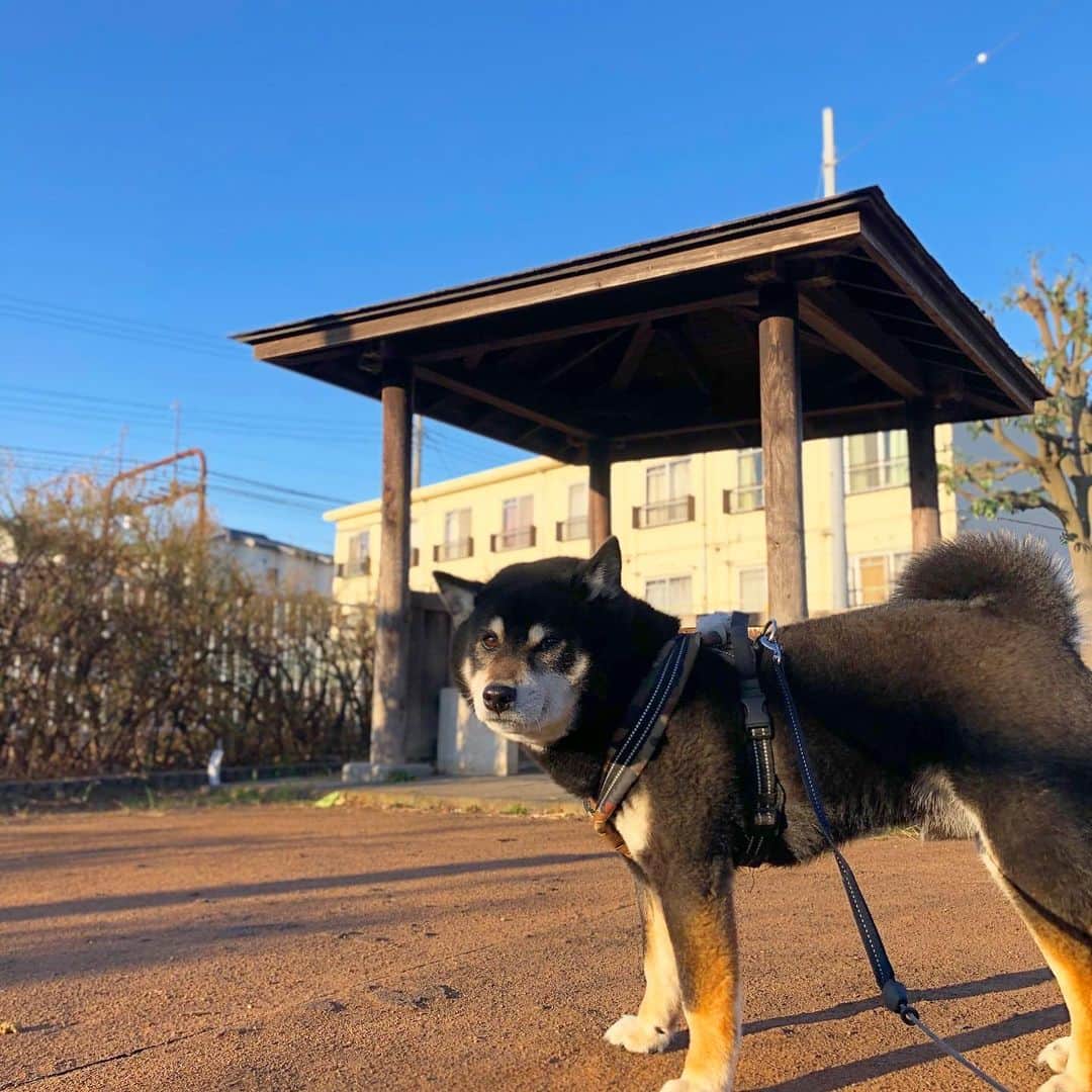 小川博永さんのインスタグラム写真 - (小川博永Instagram)「晴天は続けど、また寒い朝が戻ってきた。  #今朝まる #ししまる #dog #dogs #柴犬 #黒柴」2月24日 9時22分 - ogawahironaga