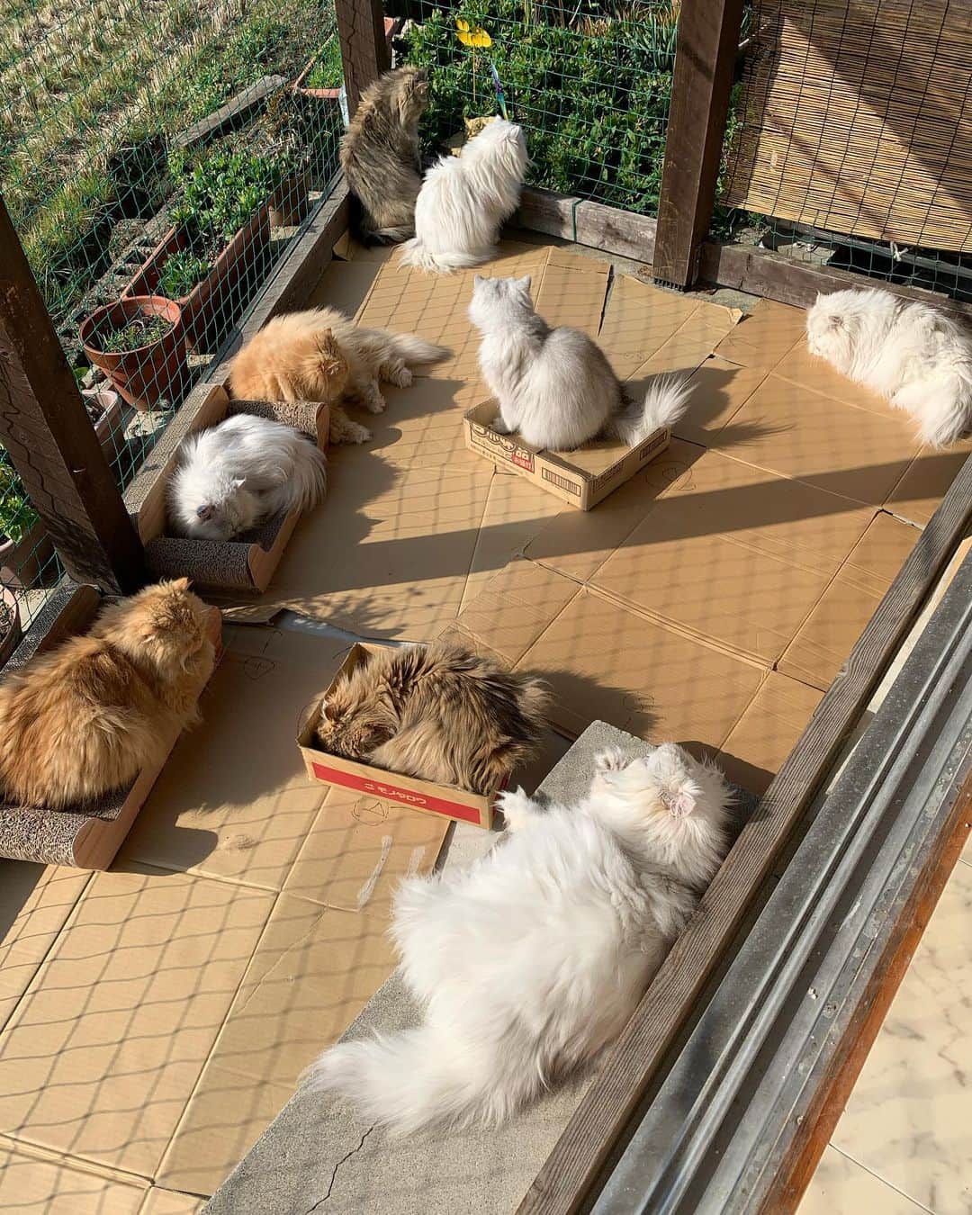 12 Chinchilla Persianさんのインスタグラム写真 - (12 Chinchilla PersianInstagram)「Sunbathing ☀️🐱📦  I will try to reply to your questions/comments later . Thank you all always ❤️ , I know you understand how busy i can be with this floofs 😆 . hope your having a good day/night 😽  #cat #cats #cats_of_instagram #catstagram_japan #weeklyfluff」2月24日 9時33分 - 12catslady