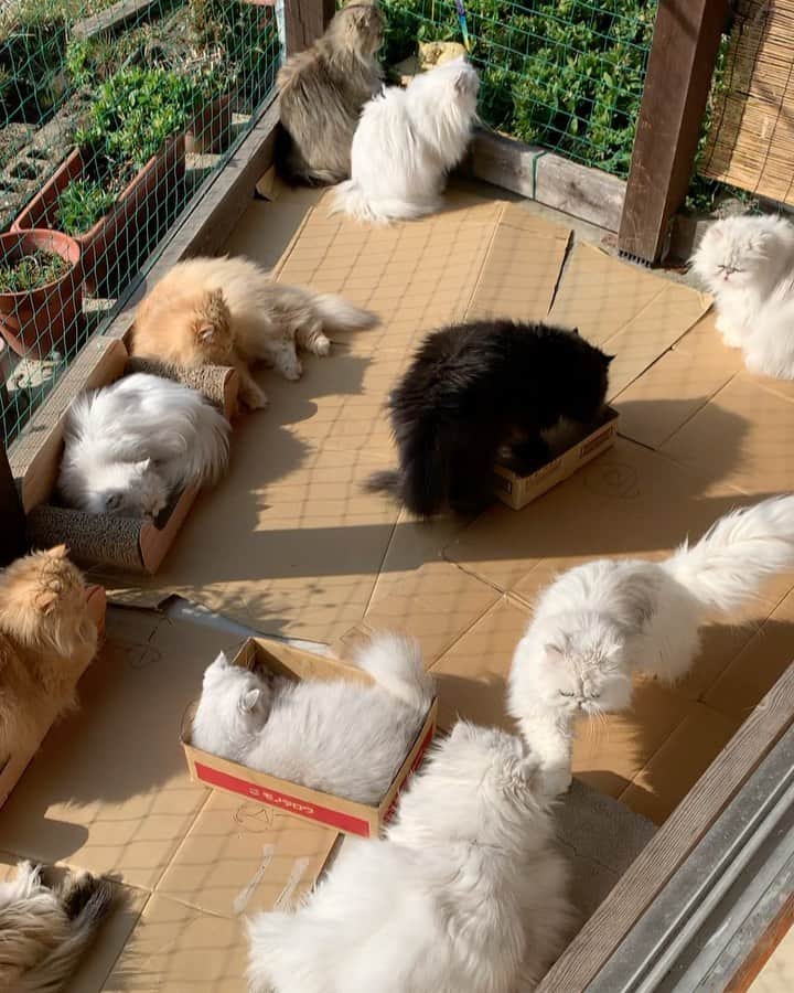 のインスタグラム：「Sunbathing ☀️🐱📦  I will try to reply to your questions/comments later . Thank you all always ❤️ , I know you understand how busy i can be with this floofs 😆 . hope your having a good day/night 😽  #cat #cats #cats_of_instagram #catstagram_japan #weeklyfluff」