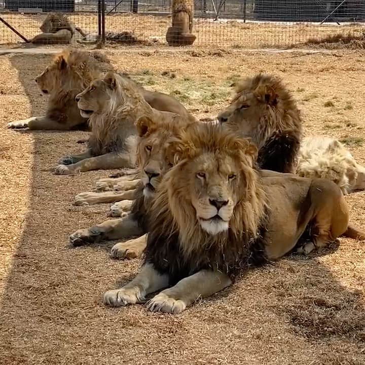 Black Jaguar-White Tiger のインスタグラム