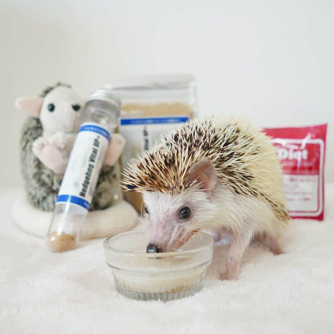 RONのインスタグラム：「カイくんの療養食を紹介します。 カイくんはもう下の歯がたくさん無くなっちゃって、口の中はレーザーで焼かれてしまうので硬いごはんが食べられません。  @tiny_tot_tail さんのヴァイタルアッププラスとチューブダイエットの赤(ハイカロリー/高タンパク)をメインにあげています。 同量を混ぜてぬるま湯で溶いて、1日2、3回あげています。  通常のフードも少量ふやかしてあげてますがあまり食べれません。この2つは液状なのでよく食べます。歯が悪くてもカロリーがとれるのでおすすめです。  #ハリネズミの療養食 #バイタルアッププラス #ハリネズミのラニカイ #ハリネズミ #はりねずみ #ハリネズミのいる暮らし #ハリフル #モフモフ部 #hedgie #hedgehog #hedgehogs #hedgehoglove #hedgehogsofinstagram #Igel #hérisson #riccio #erizo #kai」