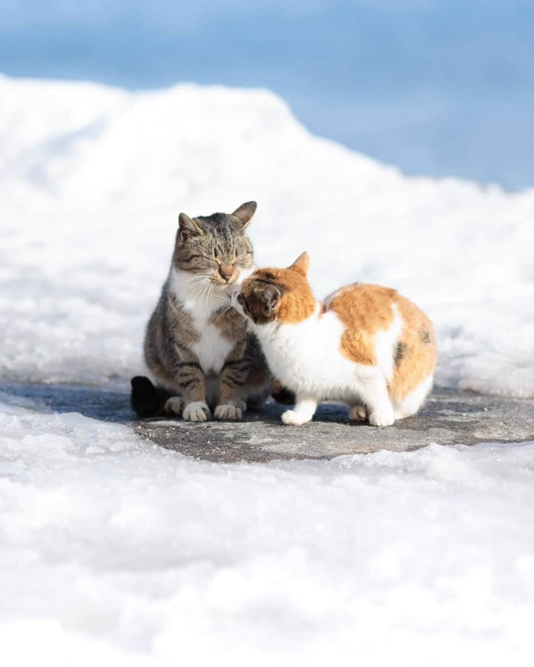 NEKOくらぶさんのインスタグラム写真 - (NEKOくらぶInstagram)「| 三寒四温。⠀ @chikka_ism さんの作品ですにゃ（＝ΦωΦ＝）⠀ *⠀ いいね！＆コメント大歓迎！！⠀ *⠀ #nekoclub #NEKOくらぶ #Japan #Photo #写真 #日本 #cat #ネコ #ねこ #猫 ⠀ Follow: @nekoclub_jpn⠀ *⠀ ▼【廣済堂出版共同企画】NEKOくらぶの皆さまとつくる「NEKOくらぶ写真集」、発売中♪（＝ΦωΦ＝）⠀ ※詳細は本アカウント「 @nekoclub_jpn 」のプロフィールに固定しているハイライトから⠀ *⠀ ※当アカウントでシェアさせていただいた作品は、東京カメラ部YouTubeアカウントでも投稿者様のお名前入りでご紹介させていただく場合があります。これらの使用に関して原則通知は行いませんので、予めご了承ください。⠀ ※皆様、政府、自治体など公的機関の指示に従った行動をお願いします。⠀ 東京カメラ部および分室では、写真を「見る楽しみ」を提供することを通して、微力ながら皆様にわずかな時間でも癒しをお届けしたいと思っております。⠀ ※本アカウントは東京カメラ部がFacebook、Instagramのサービスを利用して運営しているもので、Facebook社・Instagramとは一切関係ありません。」2月24日 10時00分 - nekoclub_jpn