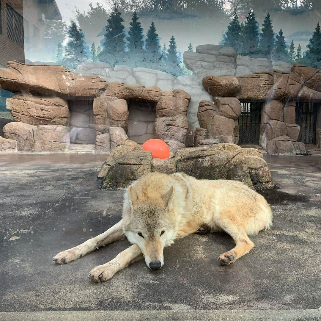 涼川菜月さんのインスタグラム写真 - (涼川菜月Instagram)「🦌　﻿ ﻿ ﻿ ﻿ ﻿ ﻿ かわいすぎ☁️﻿ ﻿ ﻿ ﻿ 動物園だいすきなんだ〜﻿ ﻿ ﻿ ﻿ わたしは動物好きなんだなあと実感﻿ ﻿ 動物と子どもには話しかけてしまう🥸﻿ ﻿ ﻿ ﻿」2月24日 9時56分 - nachia_p