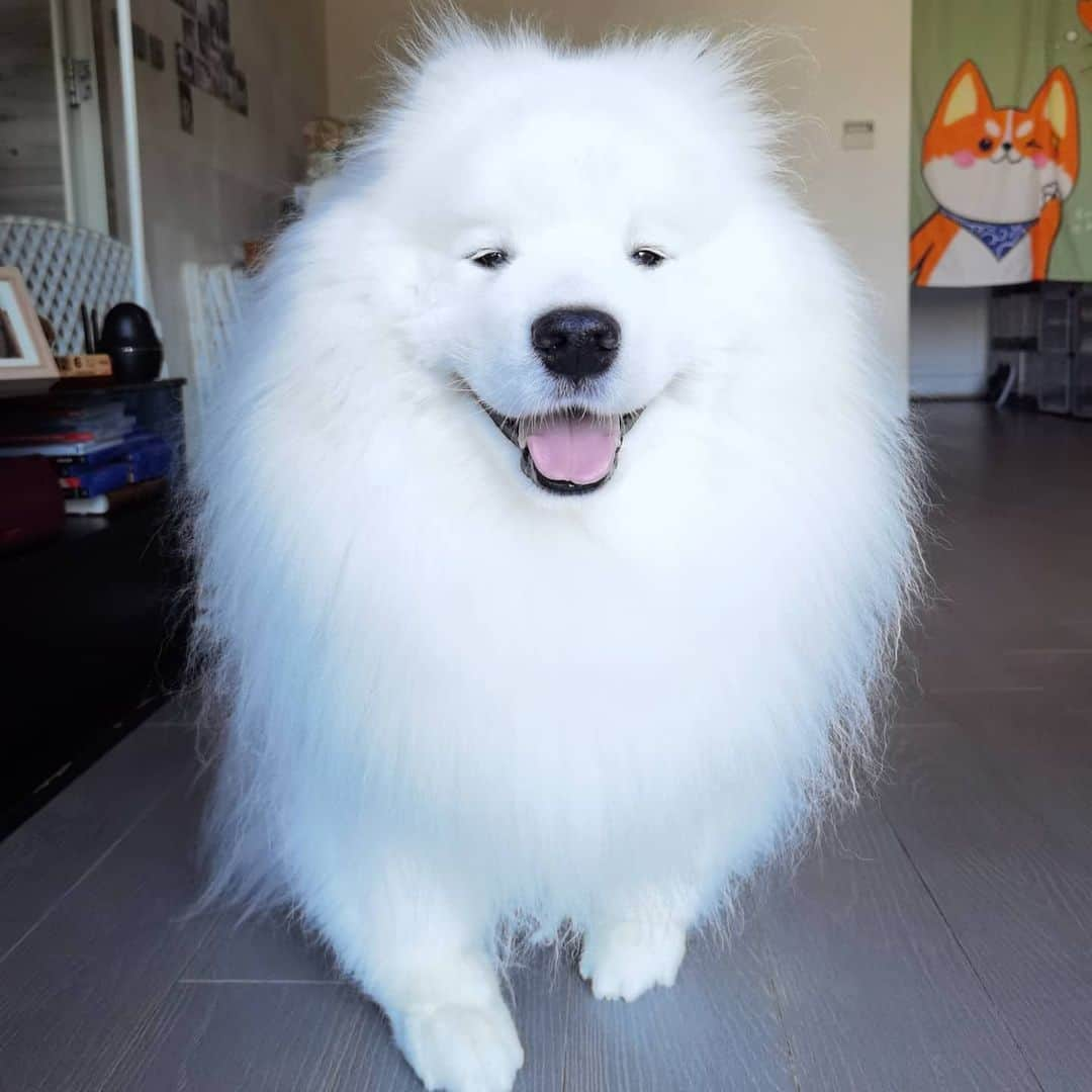 Alex Toのインスタグラム：「😘😘😘 #cute #dog #doglover #dogsofinstagram #dogoftheday #dogofthedayjp #dogstagram #fluffy #hkig #hongkong #ilovemydog #instadog #instagood #instamood #instagraphy #instapic #samoyedoninstagram #pet #petlovers #petsofinstagram #petstagram #photooftheday #puppy #pupsofinstagram #samoyed #samoyedsofinstagram #webstagram #犬 #サモエド」