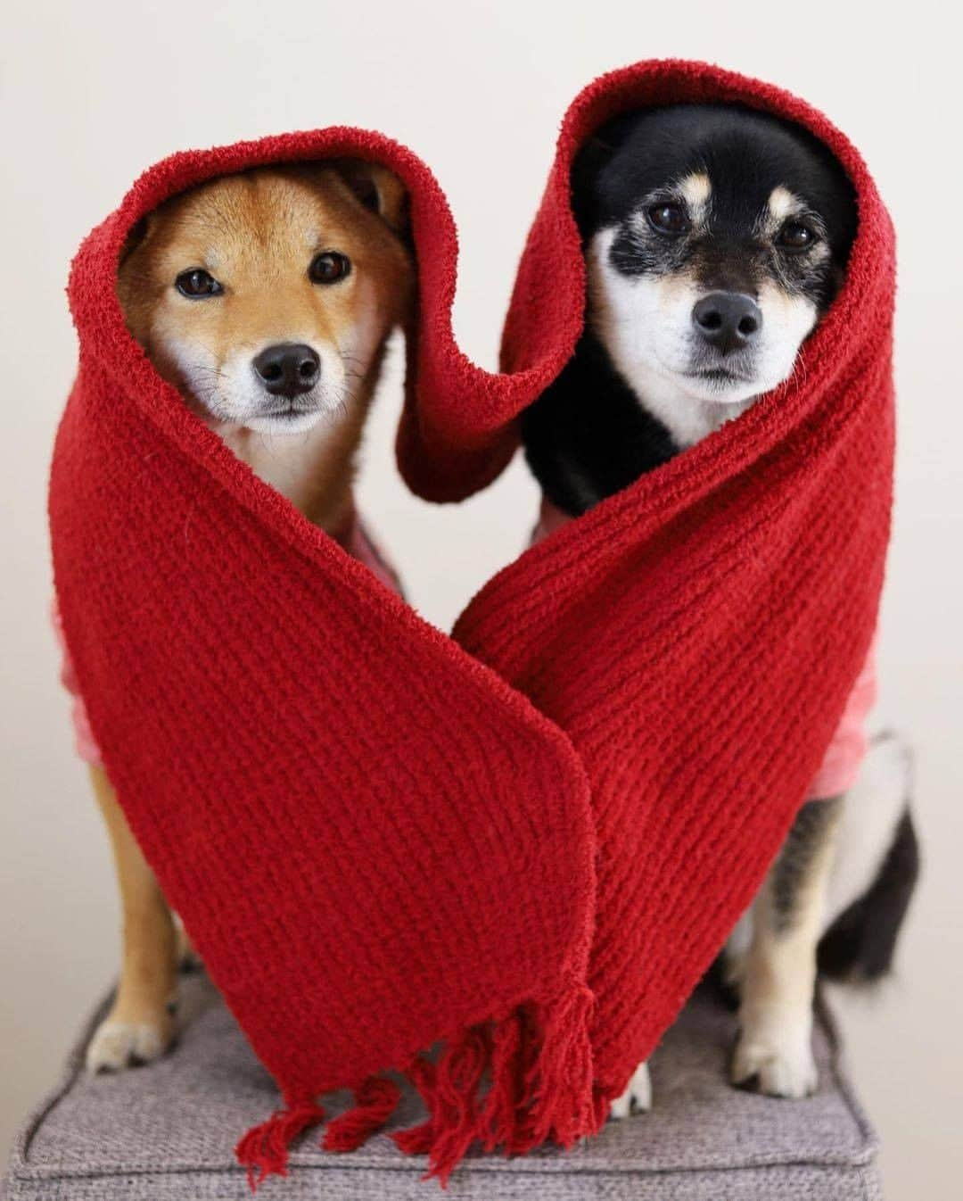 8crapさんのインスタグラム写真 - (8crapInstagram)「Love is all around ❤️ - 📷 @9648miku - #barked #dog #doggo #ShibaInu #ShibaInus」2月24日 1時00分 - barked