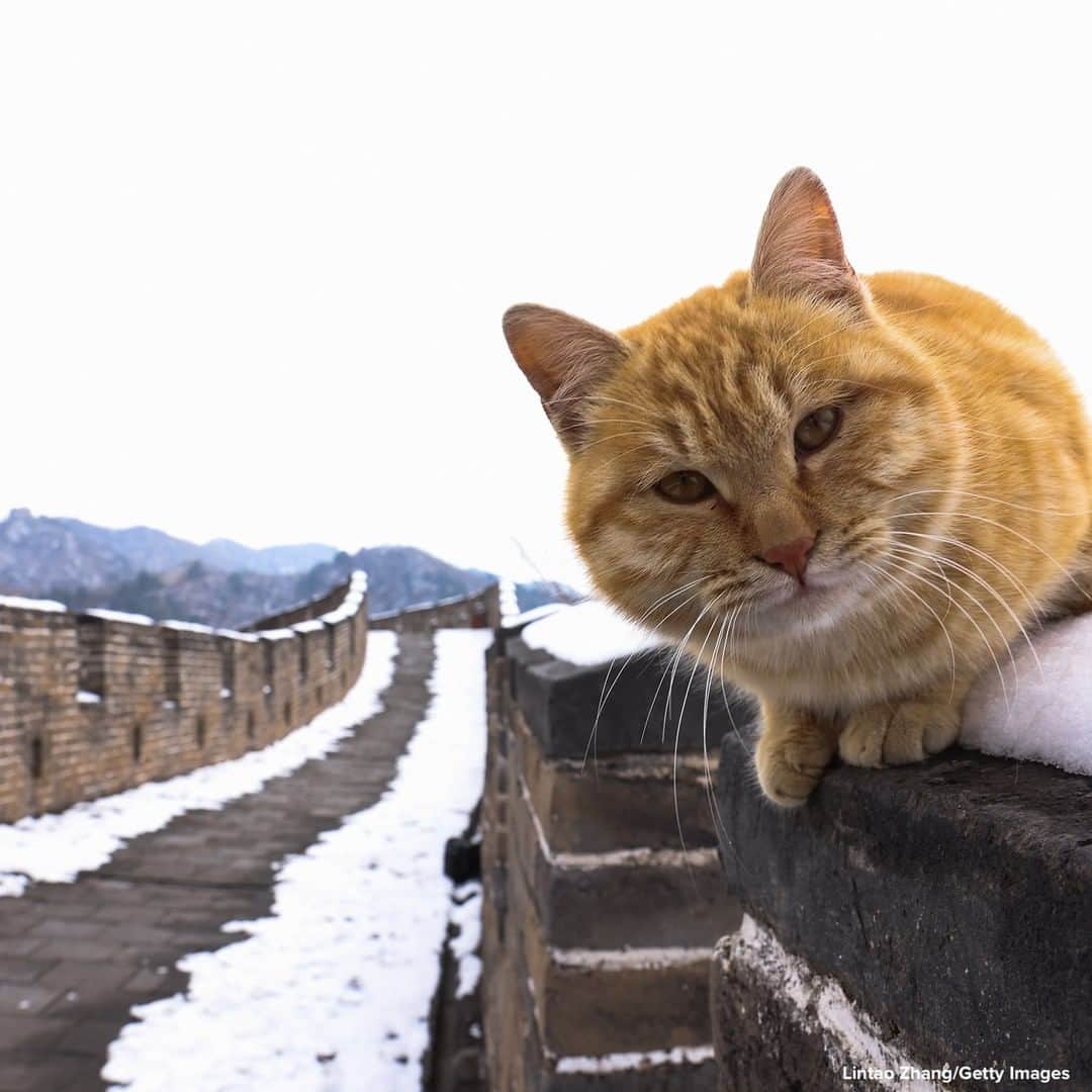 ABC Newsさんのインスタグラム写真 - (ABC NewsInstagram)「SPECIAL VISITOR: Cat sits on the empty Great Wall in Beijing, China.  Affected by COVID-19, the number of visitors to Mutianyu Great Wall in 2020 dropped by about 60%.」2月24日 1時16分 - abcnews