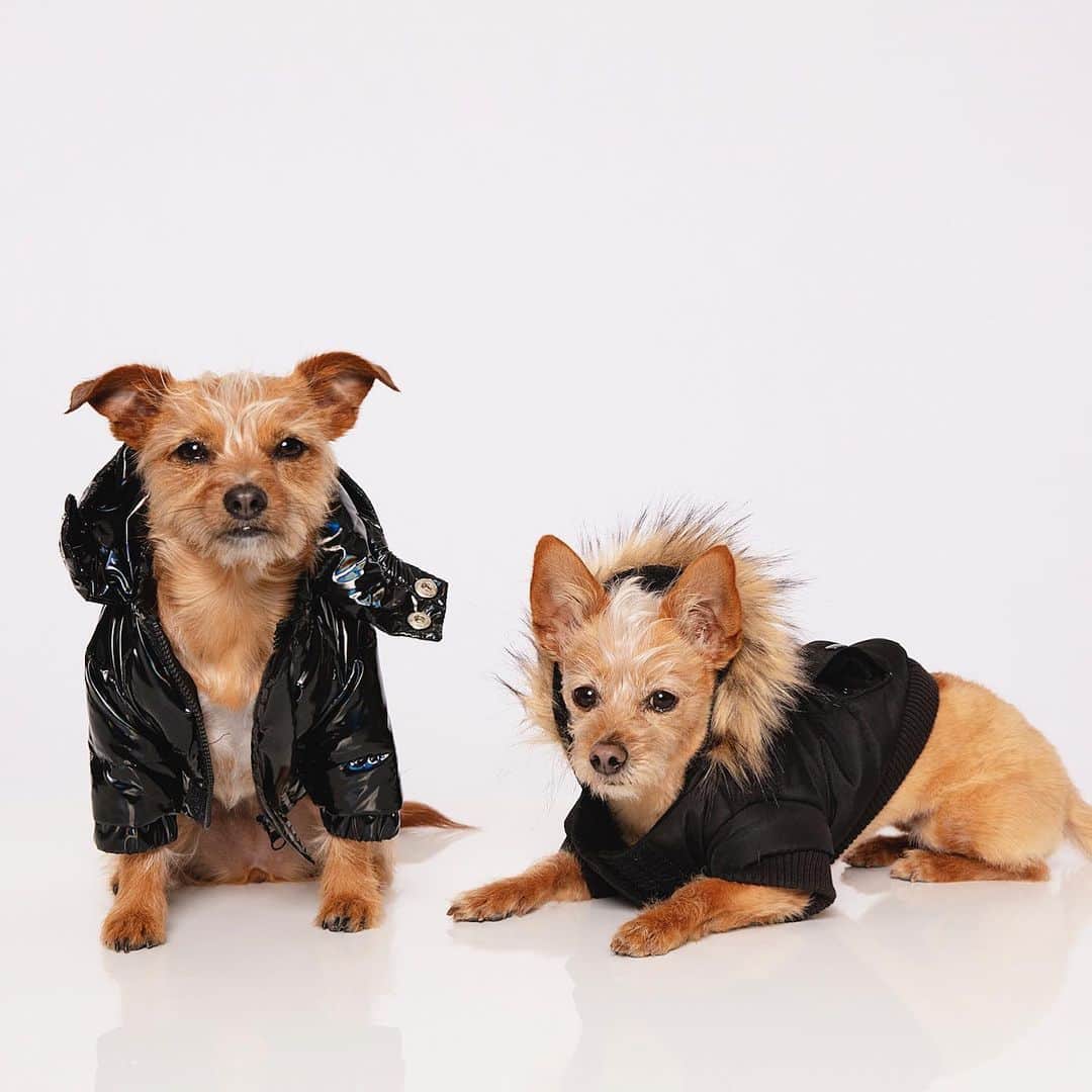JEN ATKINさんのインスタグラム写真 - (JEN ATKINInstagram)「Fur bebés...@theouai 3.23.21 🐾👀 (shot by @tedemmons)  Fur those that care Chewy is Terrier Shihtzu Hound // Roo is Chihuahua Terrier Poodle」2月24日 1時12分 - jenatkinhair