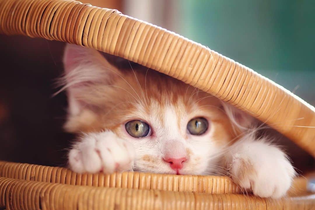アニマルプラネットさんのインスタグラム写真 - (アニマルプラネットInstagram)「Peek-a-boo!  . . . . . #toocutetuesday #kitten #kitty #cat #housecat #basket #toocute #animal #animalplanet #pictureoftheday #photooftheday」2月24日 2時05分 - animalplanet